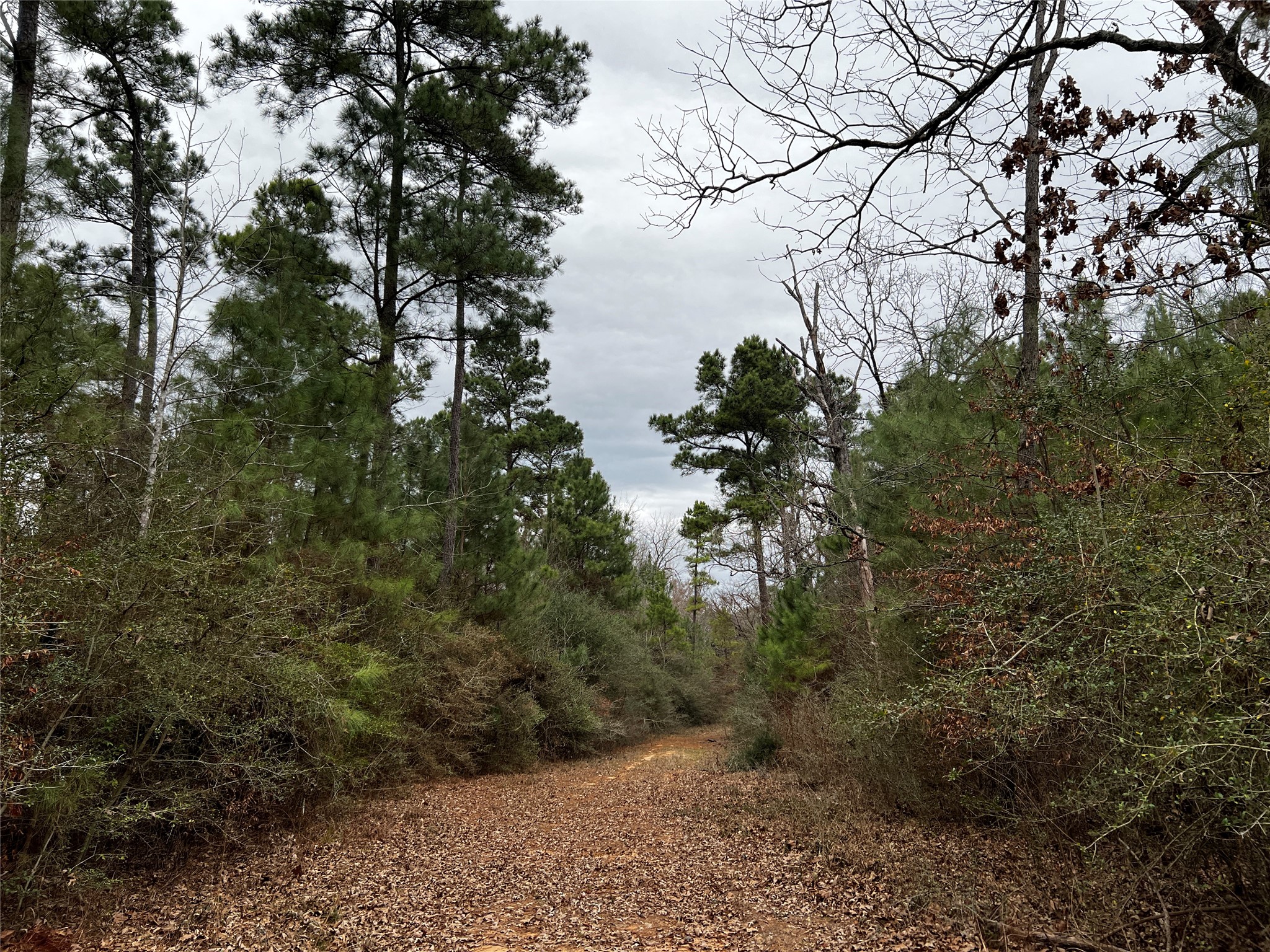 207 County Road 207 Buffalo, TX 75831 - Photo 3 of 10 a view of a forest with a tree