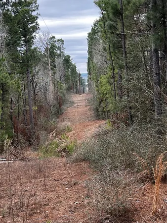 a view of a yard with trees