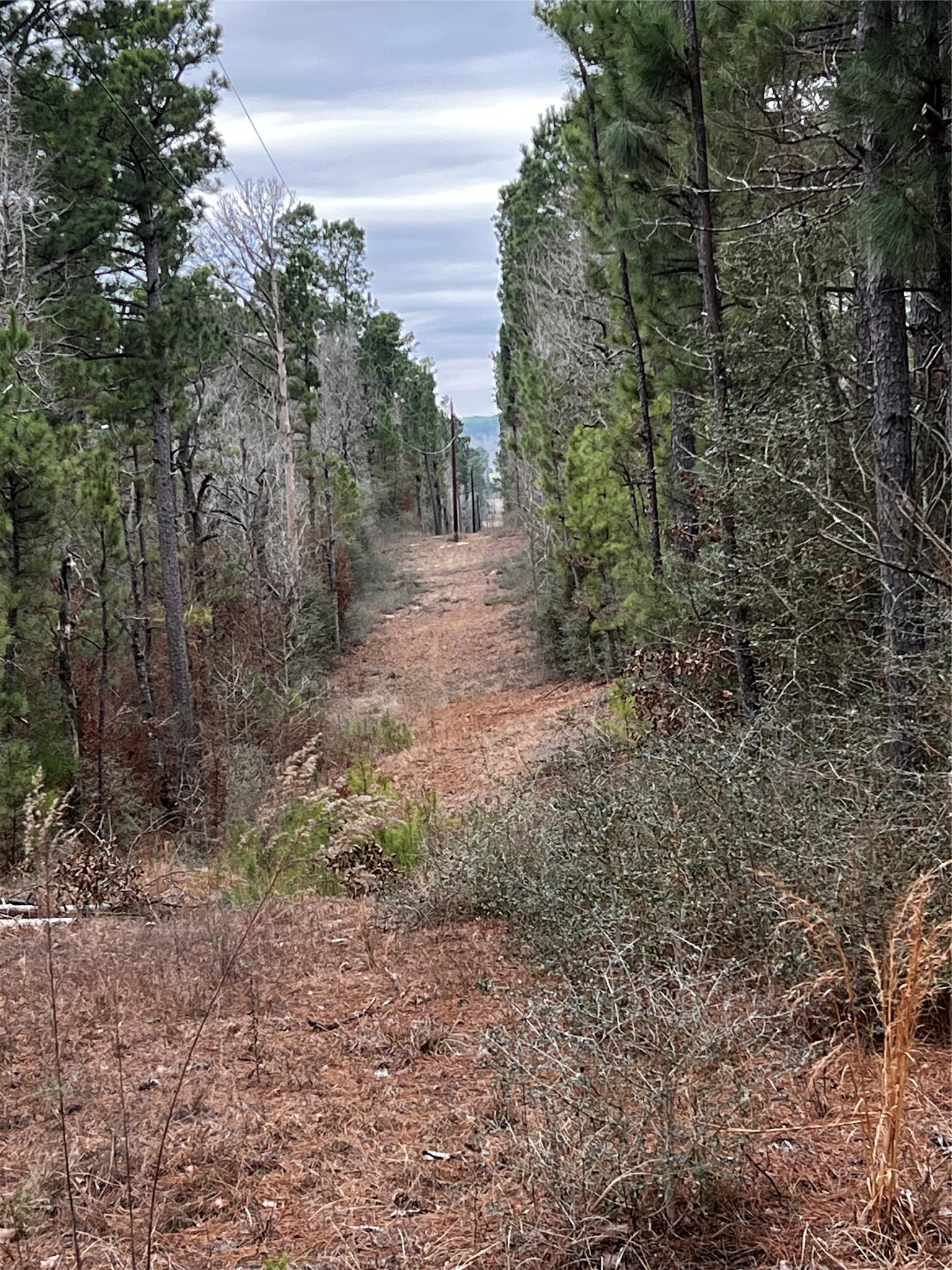 207 County Road 207 Buffalo, TX 75831 - Photo 5 of 10 a view of a yard with trees