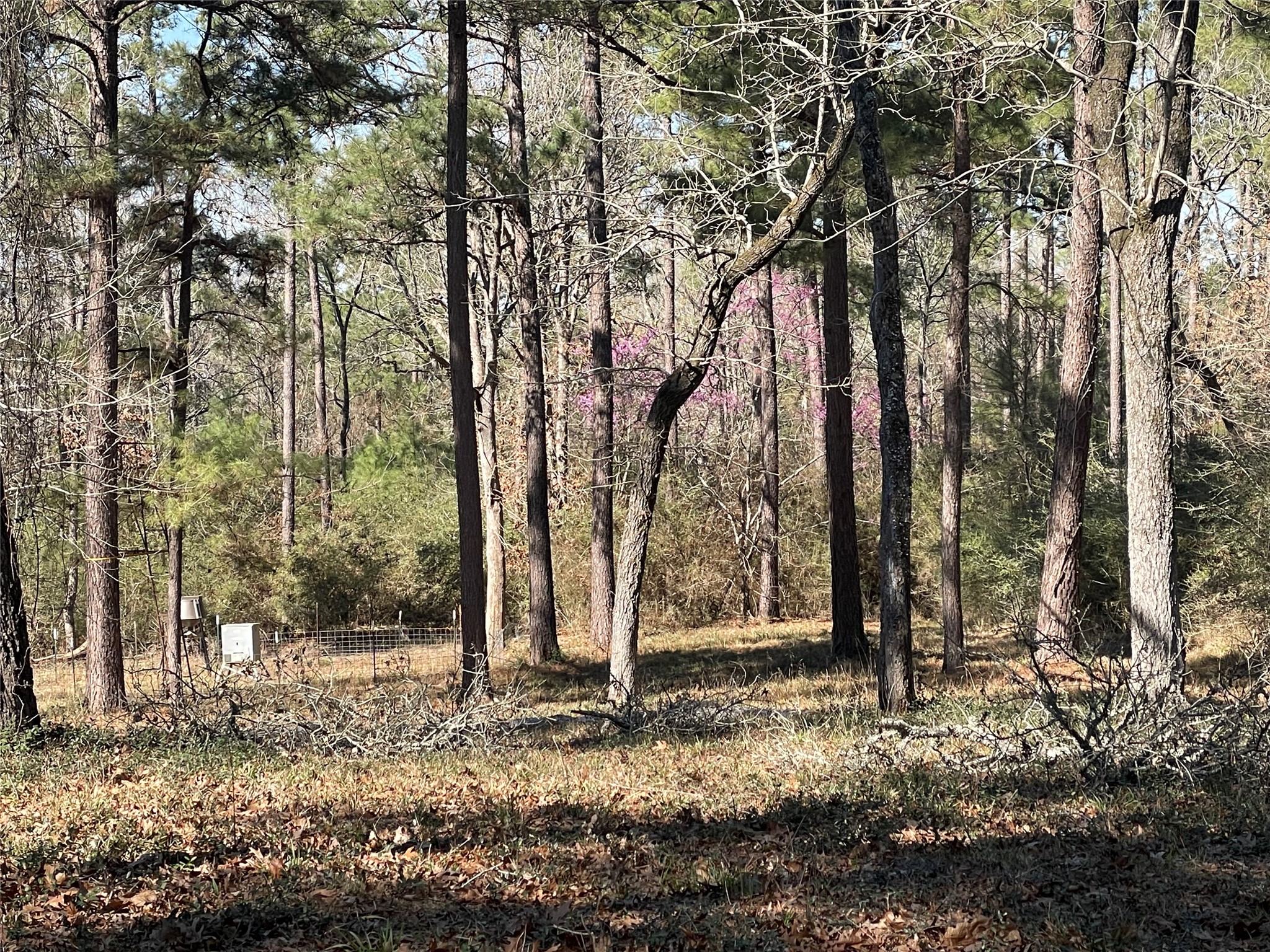 207 County Road 207 Buffalo, TX 75831 - Photo 10 of 10 a backyard of a house with lots of green space