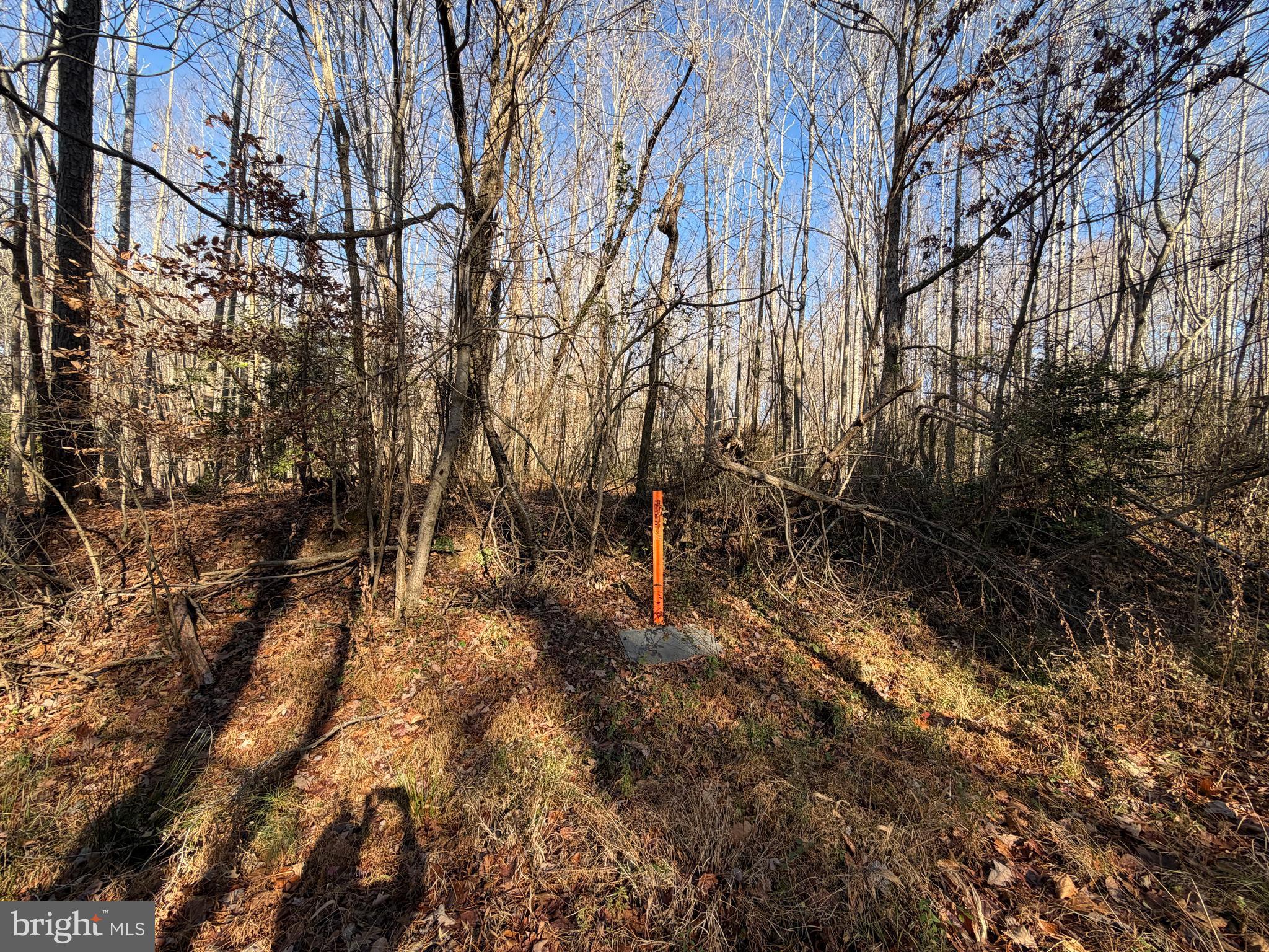 Lot 2 Turkey Acres Road King George, VA 22485 - Photo 2 of 2 a view of forest