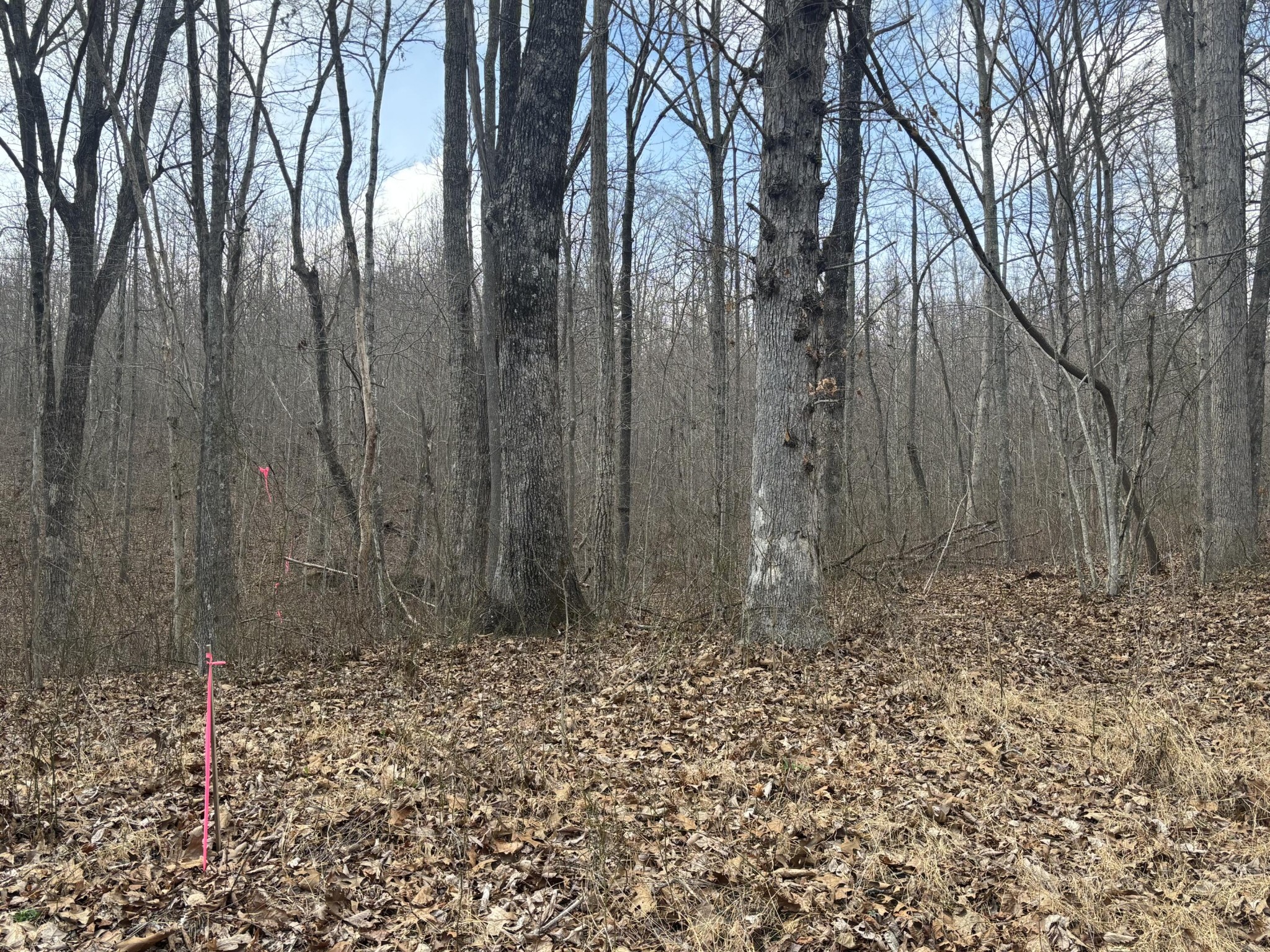 161 Quail Lane Dunlap, TN 37327 - Photo 2 of 8 a backyard of a house with lots of green space