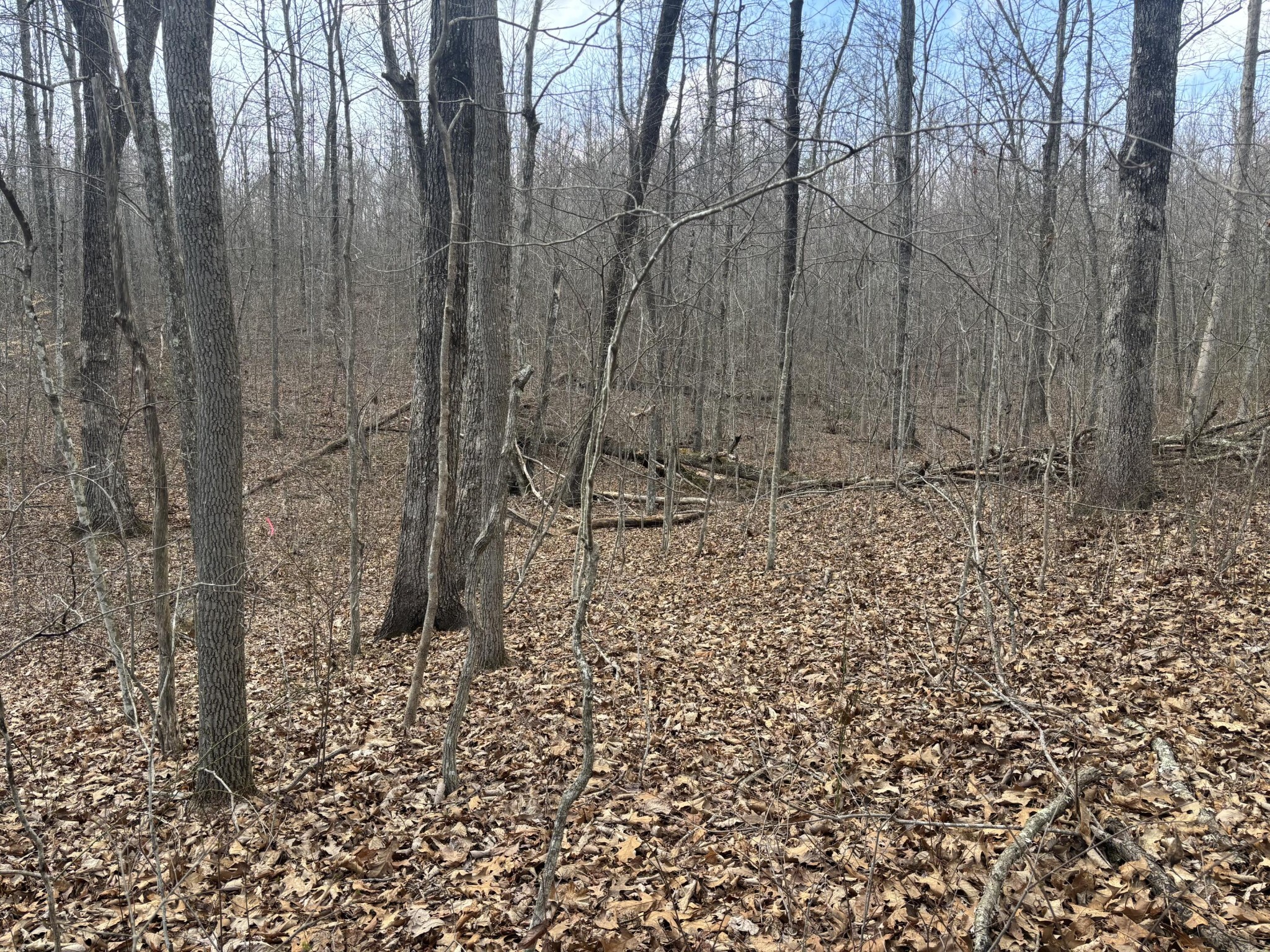 161 Quail Lane Dunlap, TN 37327 - Photo 3 of 8 a view of a dry yard with trees