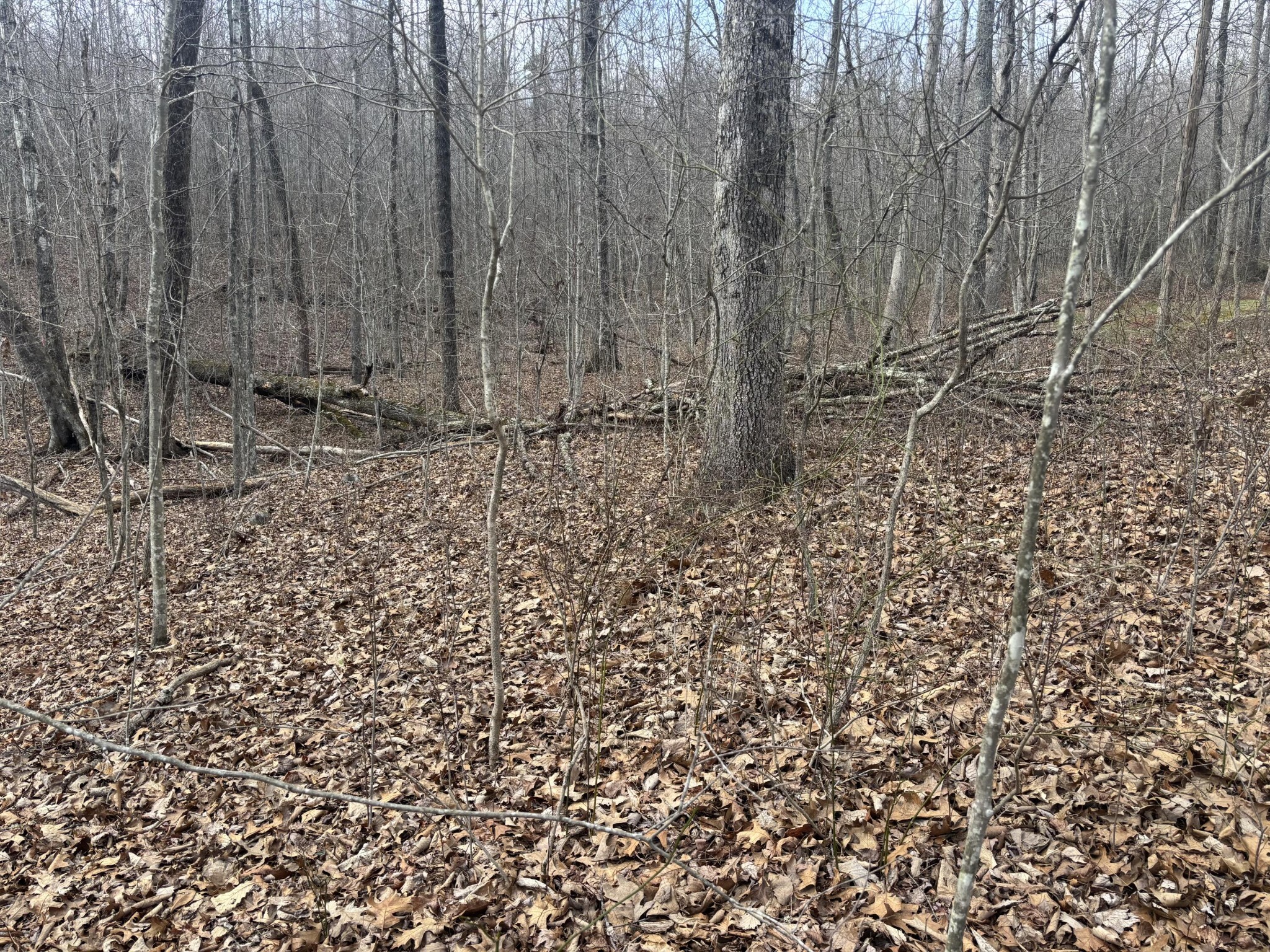 161 Quail Lane Dunlap, TN 37327 - Photo 4 of 8 a view of wooden fence