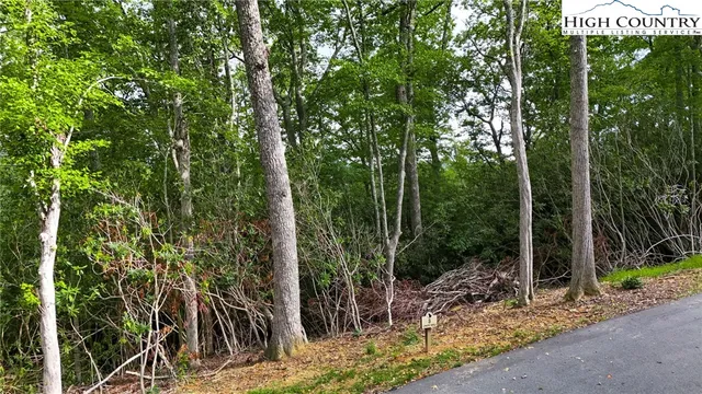 a view of a forest with trees