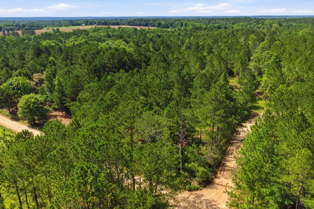 Lot #5 Crosby Clark Road Opp, AL 36467 - Photo 4 of 11