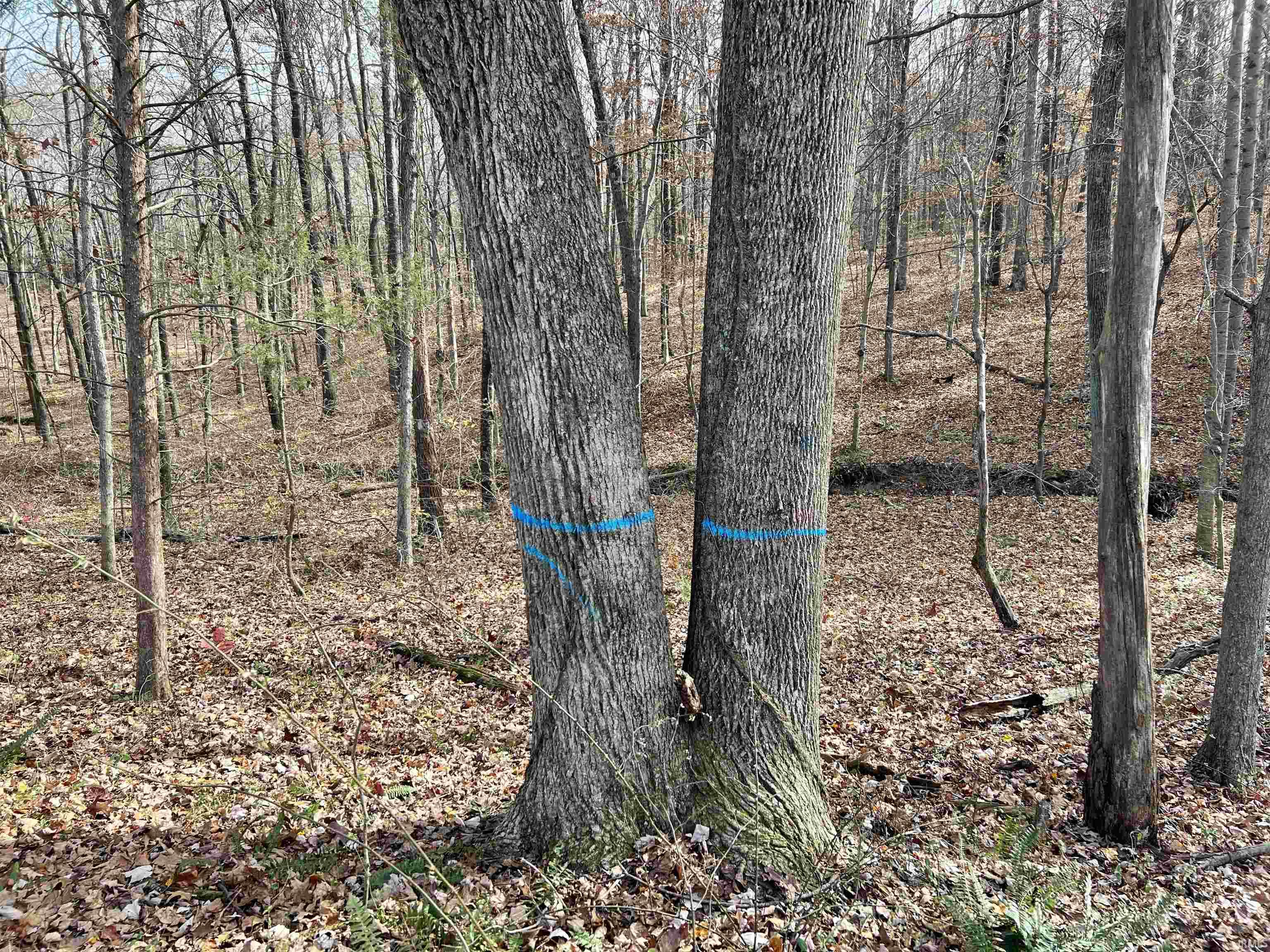 Off South Off S S Main Eckerty, IN 47116 - Photo 17 of 19