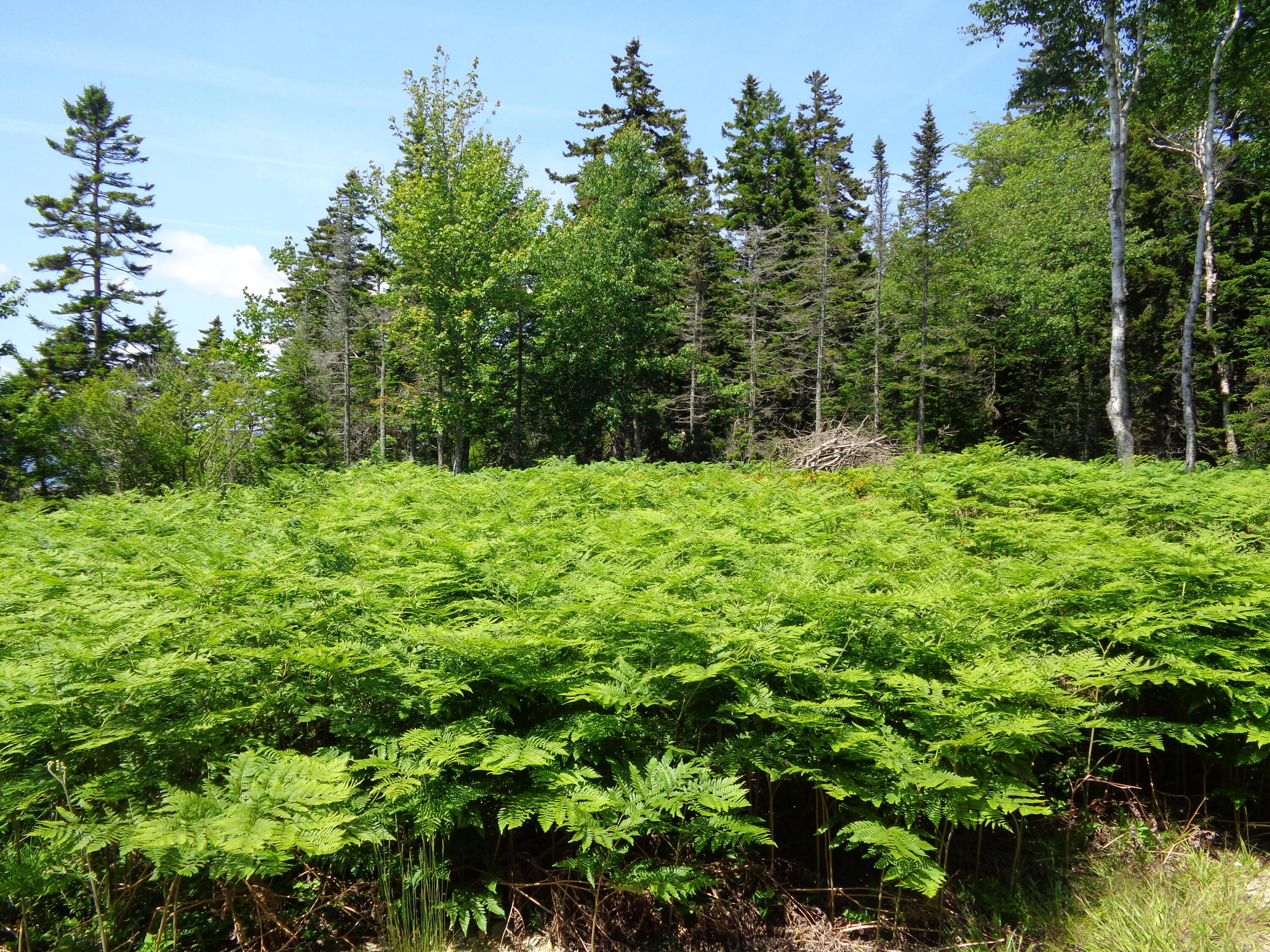 143 B Rocky Gulch Road Steuben, ME 04680 - Photo 12 of 30 Open lot