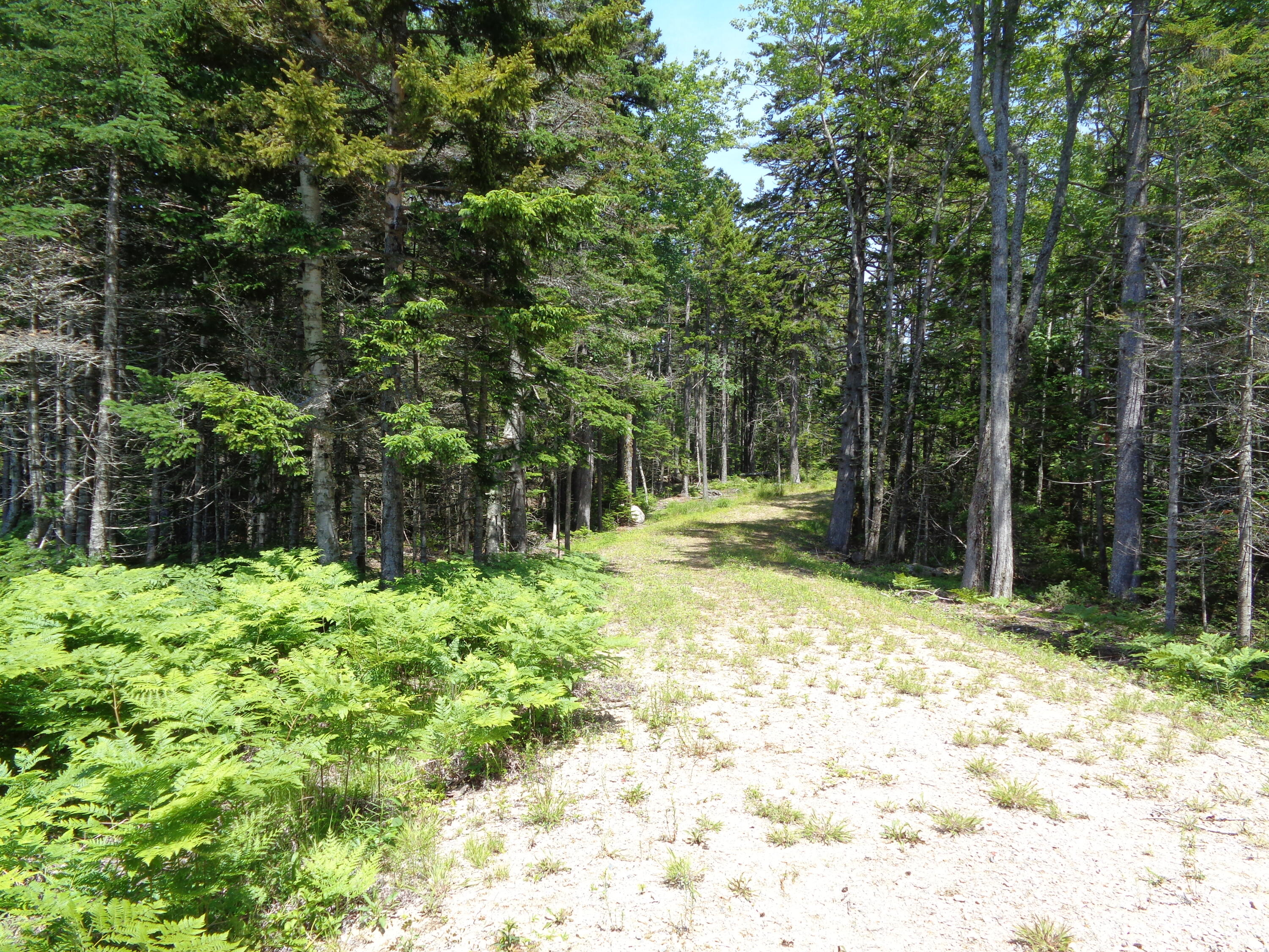 143 B Rocky Gulch Road Steuben, ME 04680 - Photo 15 of 30 Driveway