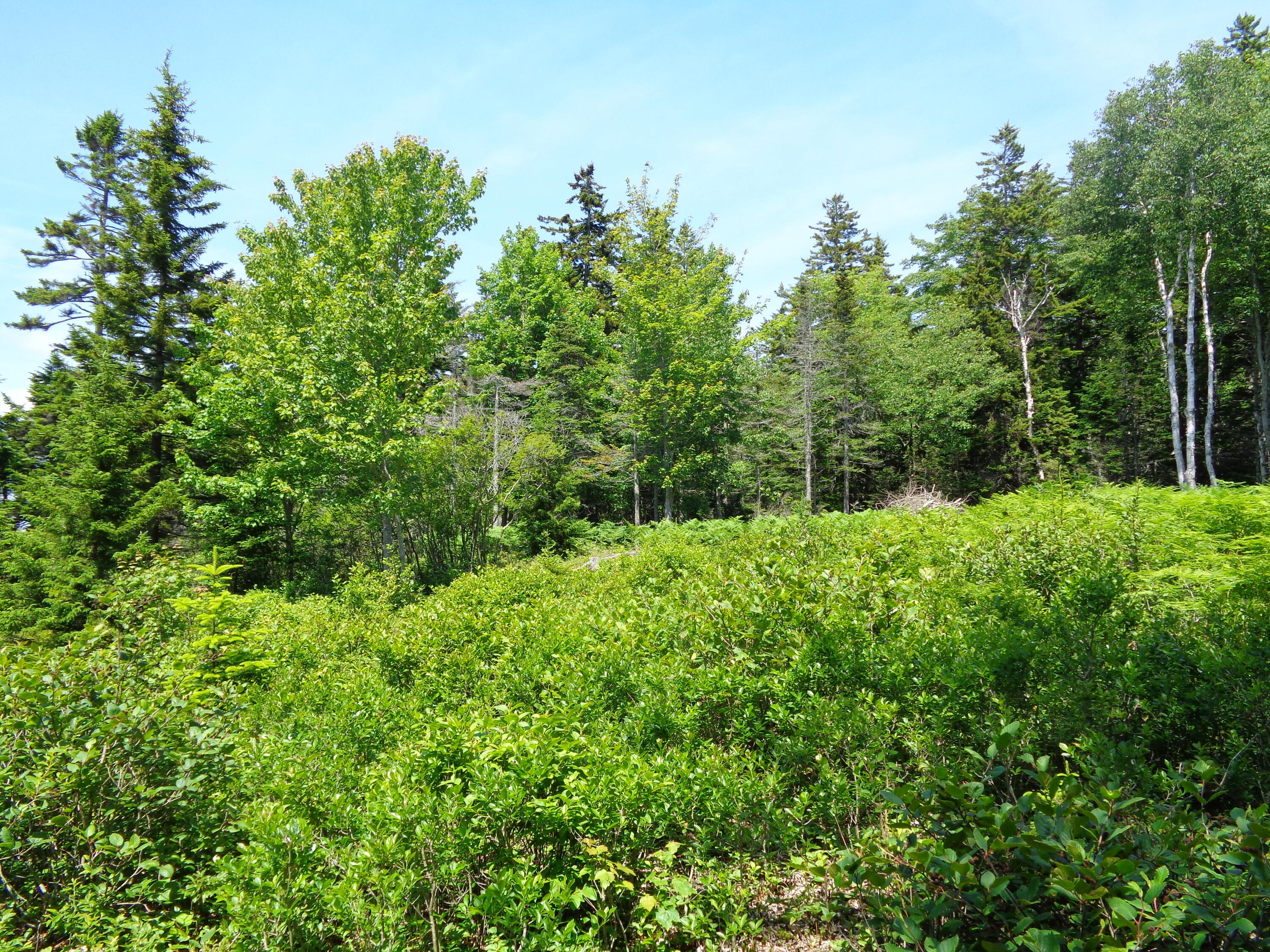 143 B Rocky Gulch Road Steuben, ME 04680 - Photo 10 of 30 Ready for building