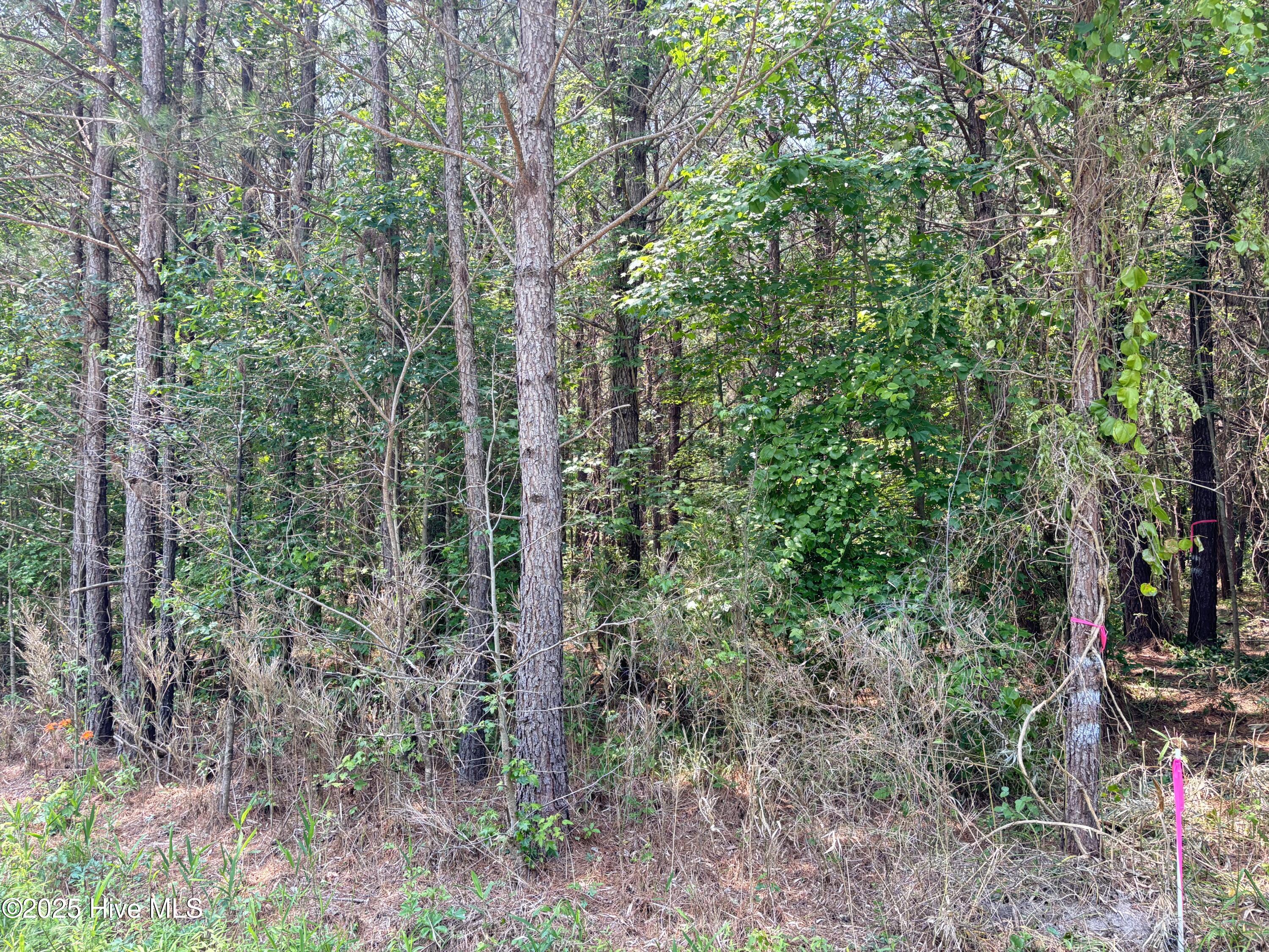 Lot 22 Buckhorn Church Road Como, NC 27818 - Photo 13 of 14 IMG_2826