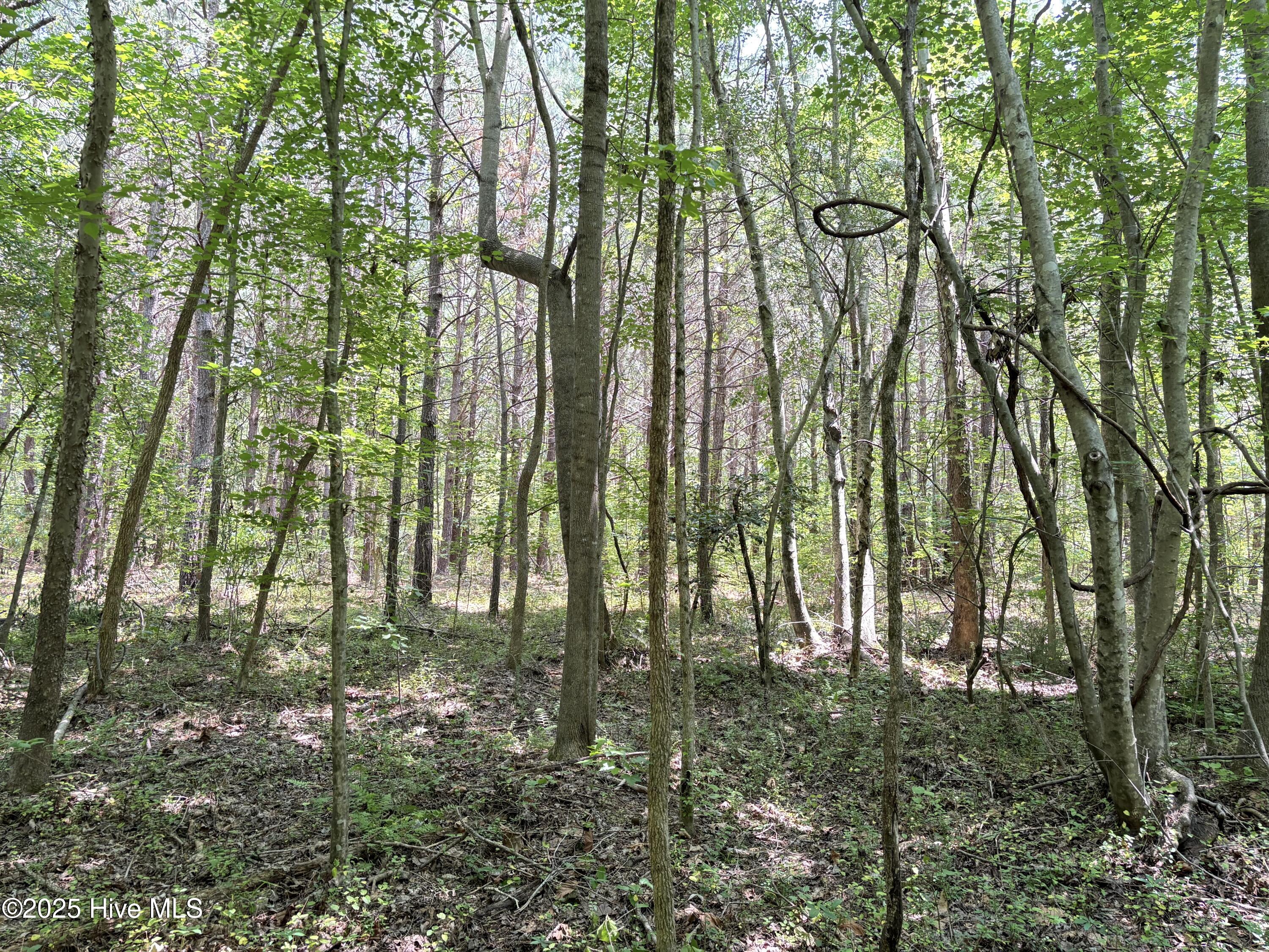 Lot 22 Buckhorn Church Road Como, NC 27818 - Photo 2 of 14 IMG_2814