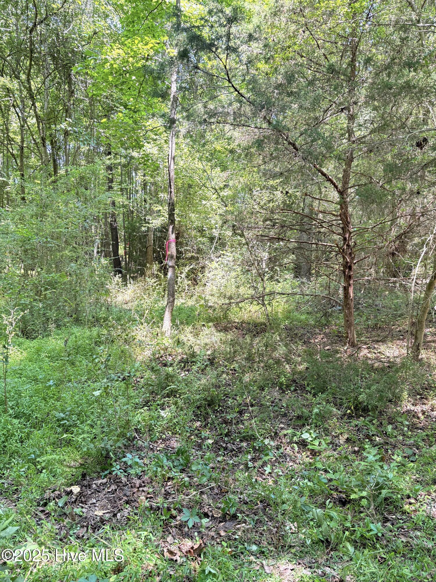 Lot 22 Buckhorn Church Road Como, NC 27818 - Photo 4 of 14 IMG_2816