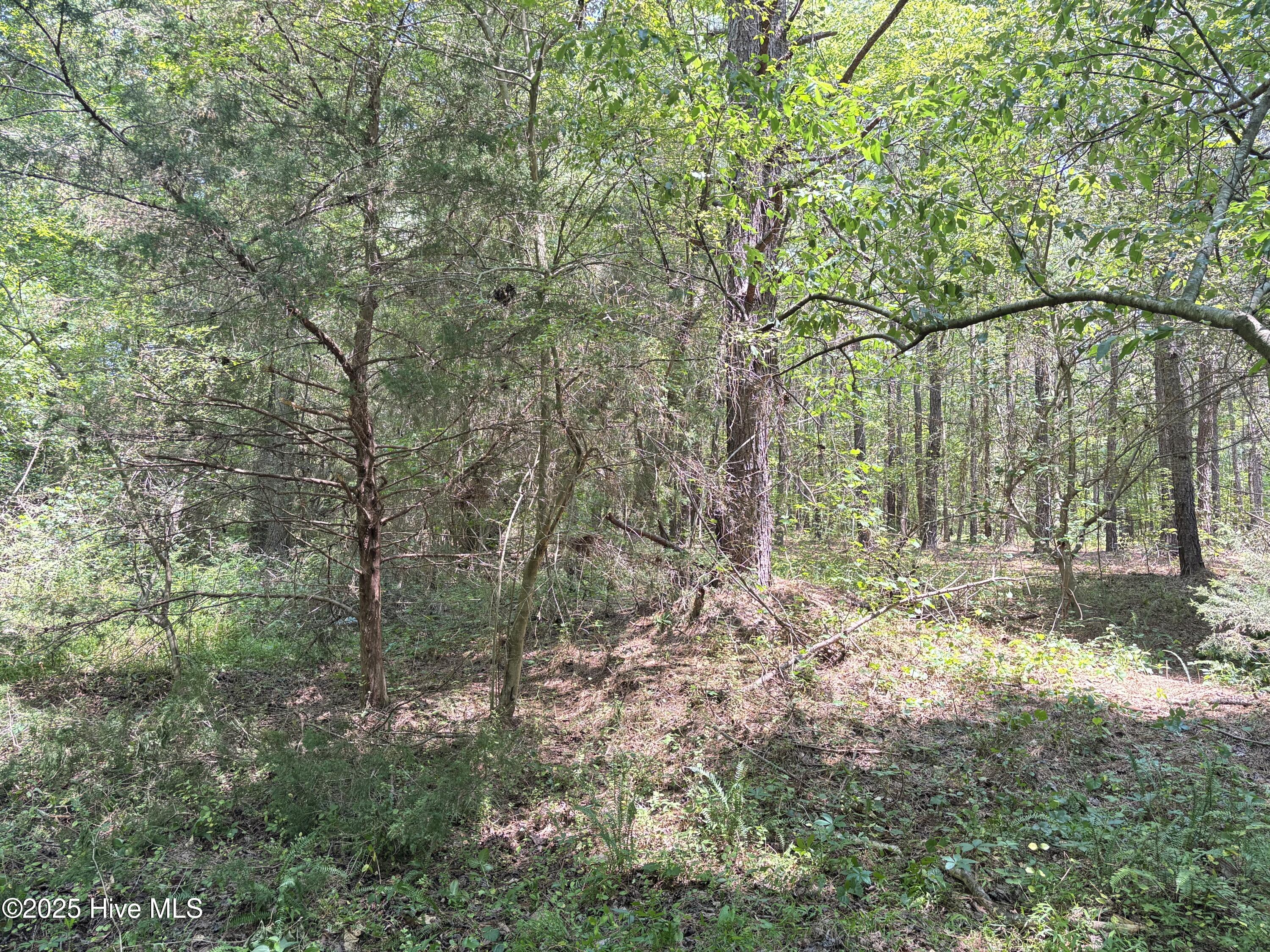 Lot 22 Buckhorn Church Road Como, NC 27818 - Photo 5 of 14 IMG_2818