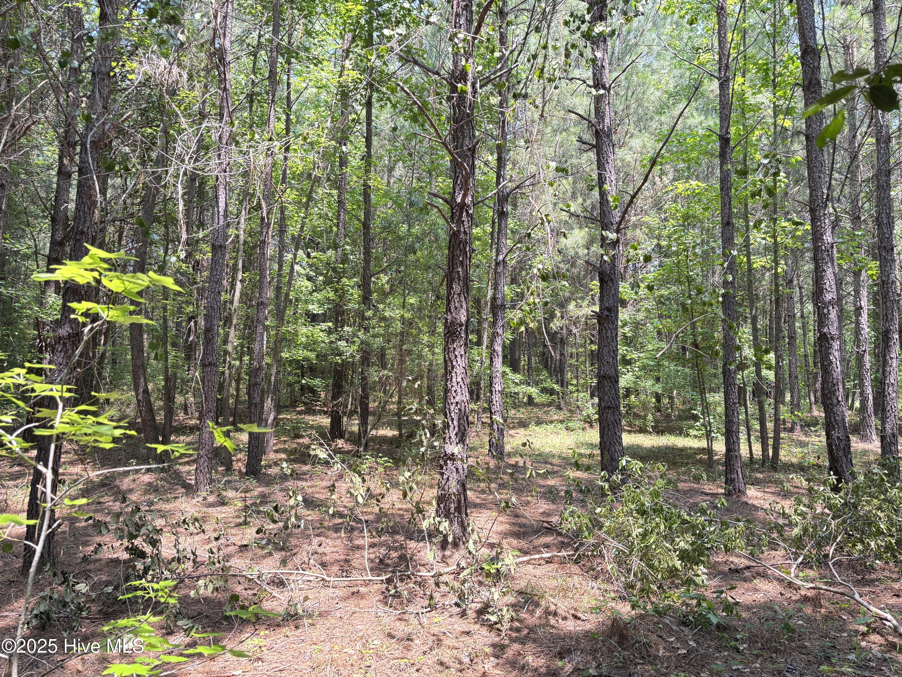 Lot 22 Buckhorn Church Road Como, NC 27818 - Photo 6 of 14 IMG_2819