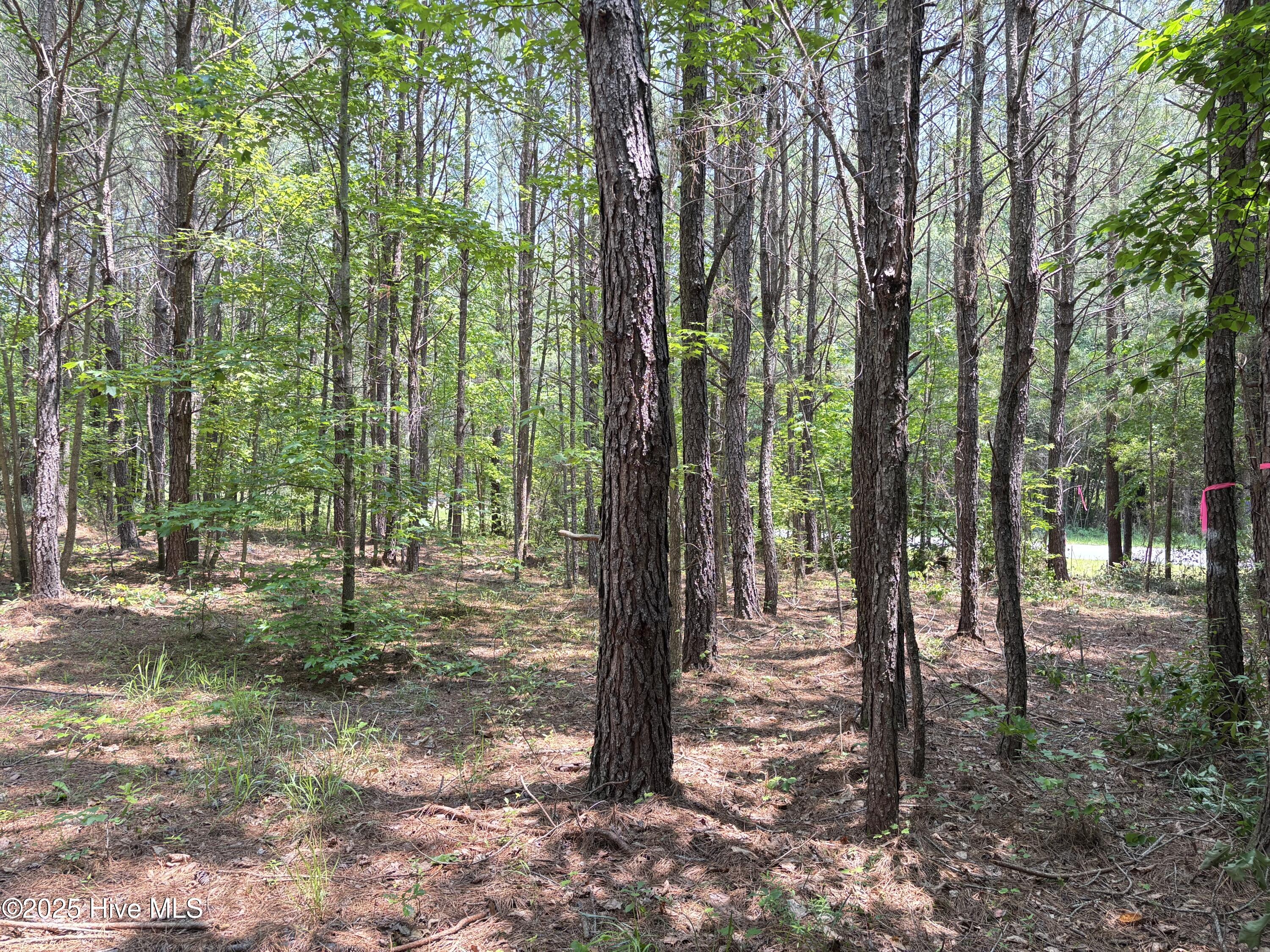 Lot 22 Buckhorn Church Road Como, NC 27818 - Photo 7 of 14 IMG_2820