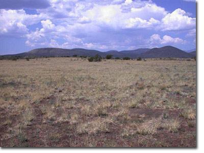 43024 Alpine Ranch Flagstaff, AZ 86004 - Photo 2 of 2 Additional Photo