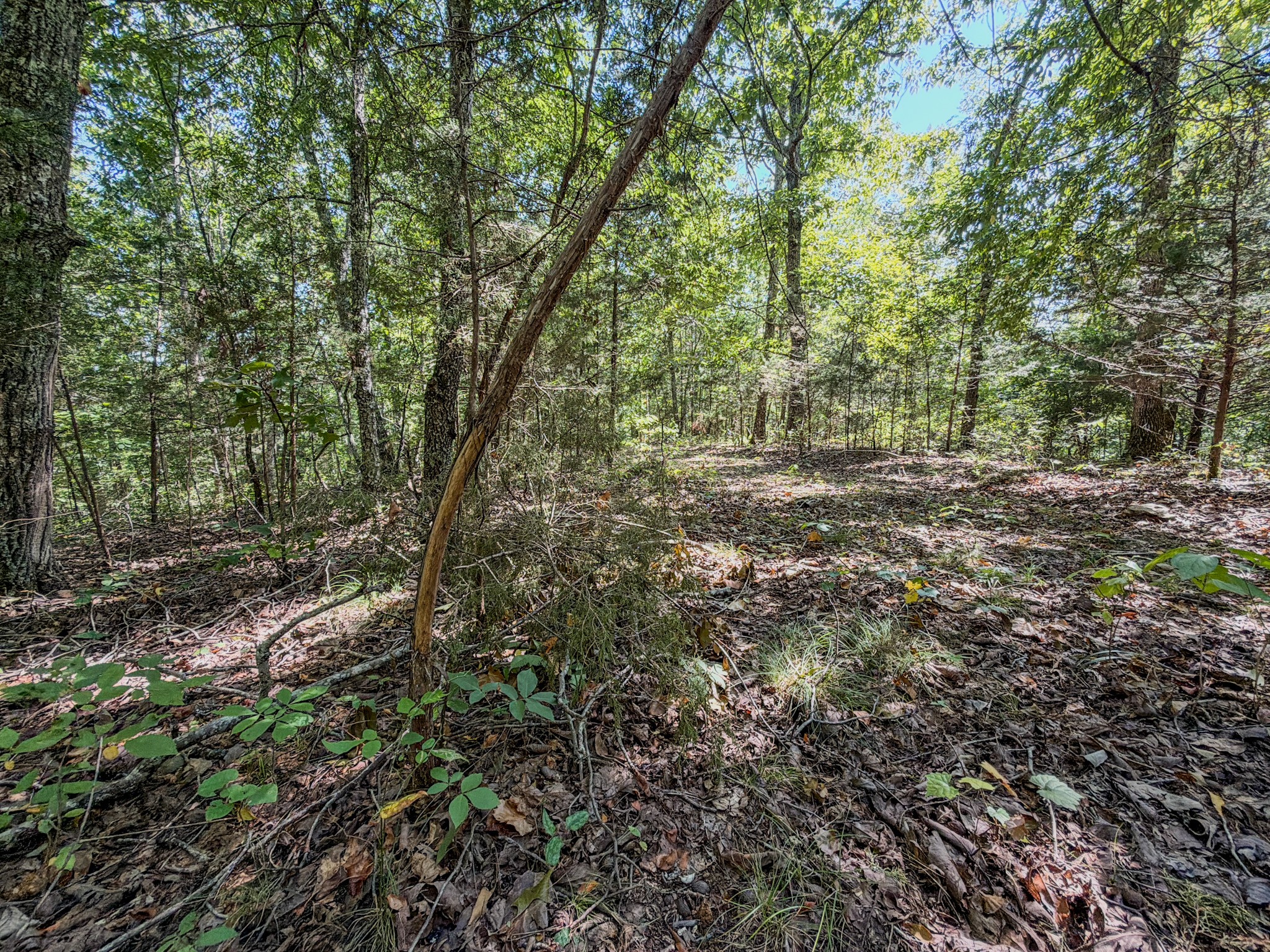 2195 Whiteoak Road East Linden, TN 37096 - Photo 45 of 56 Gallery Image 45