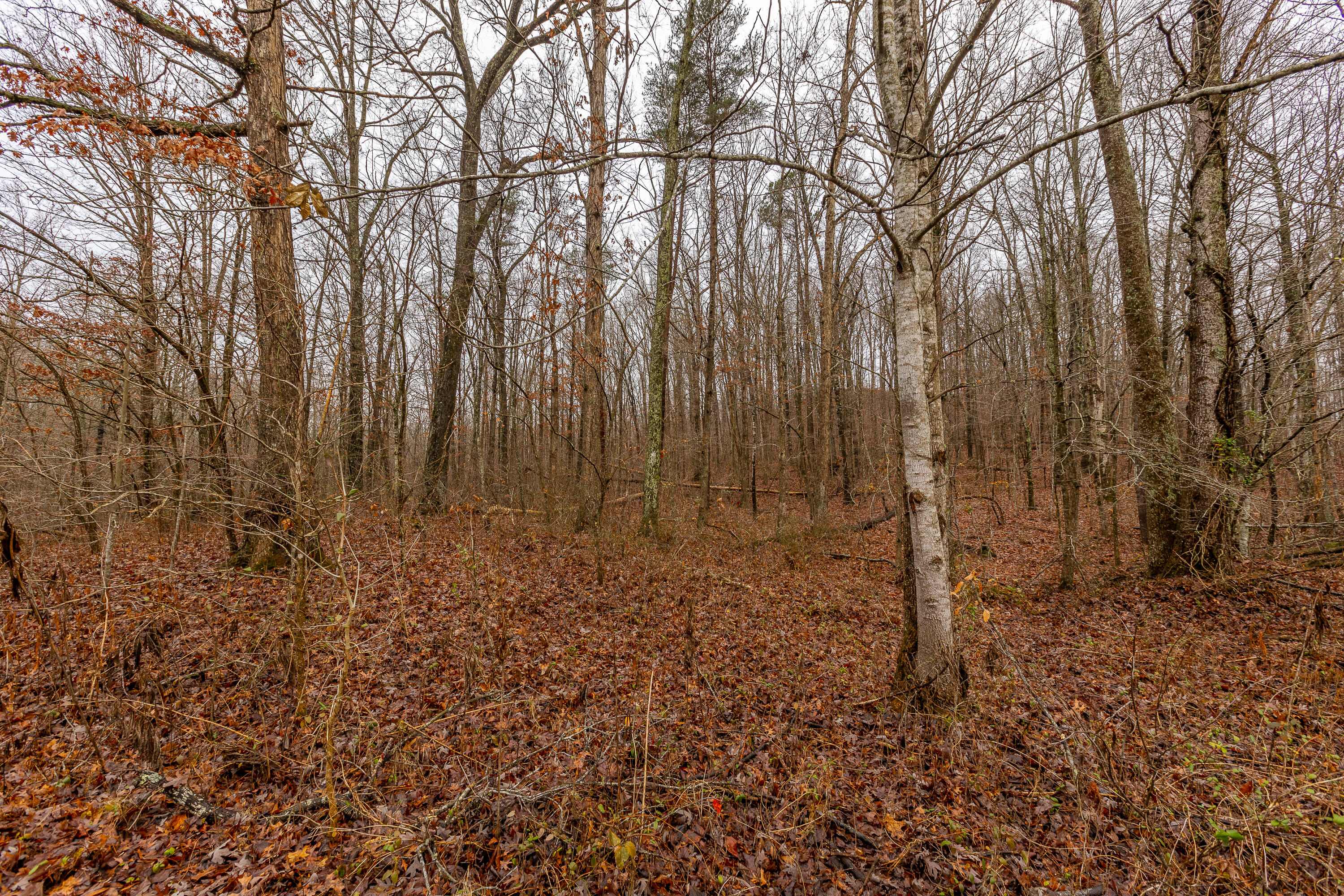 423 Gabbard Road Berea, KY 40403 - Photo 11 of 49 1-10