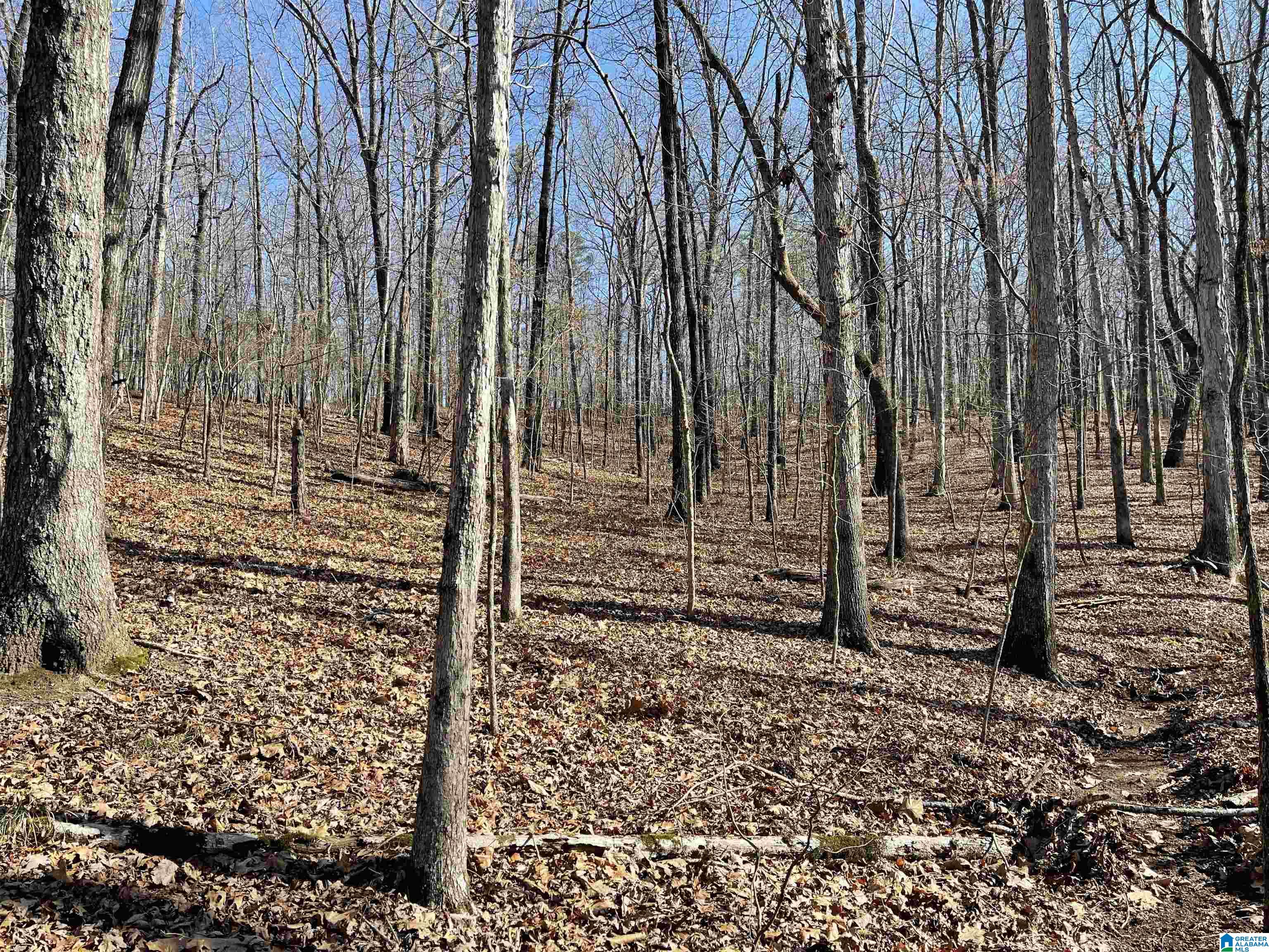 0 County Road 852, Unit 2 Ranburne, AL 36273 - Photo 11 of 19