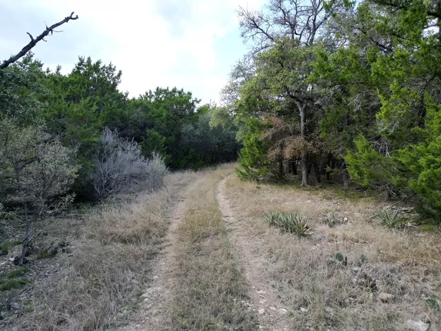 a view of a forest with trees in the background