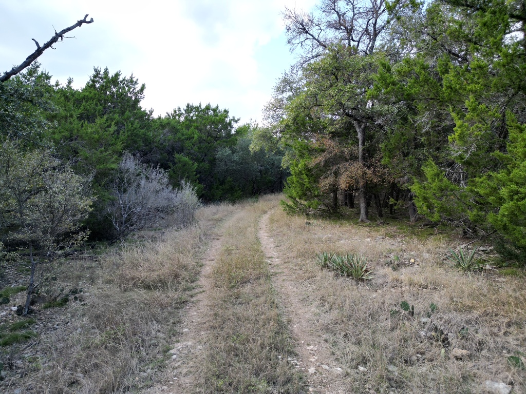 20940 Firefly Road Florence, TX 76527 - Photo 14 of 21 a view of a forest with trees in the background