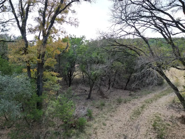 a view of a forest with trees in the background