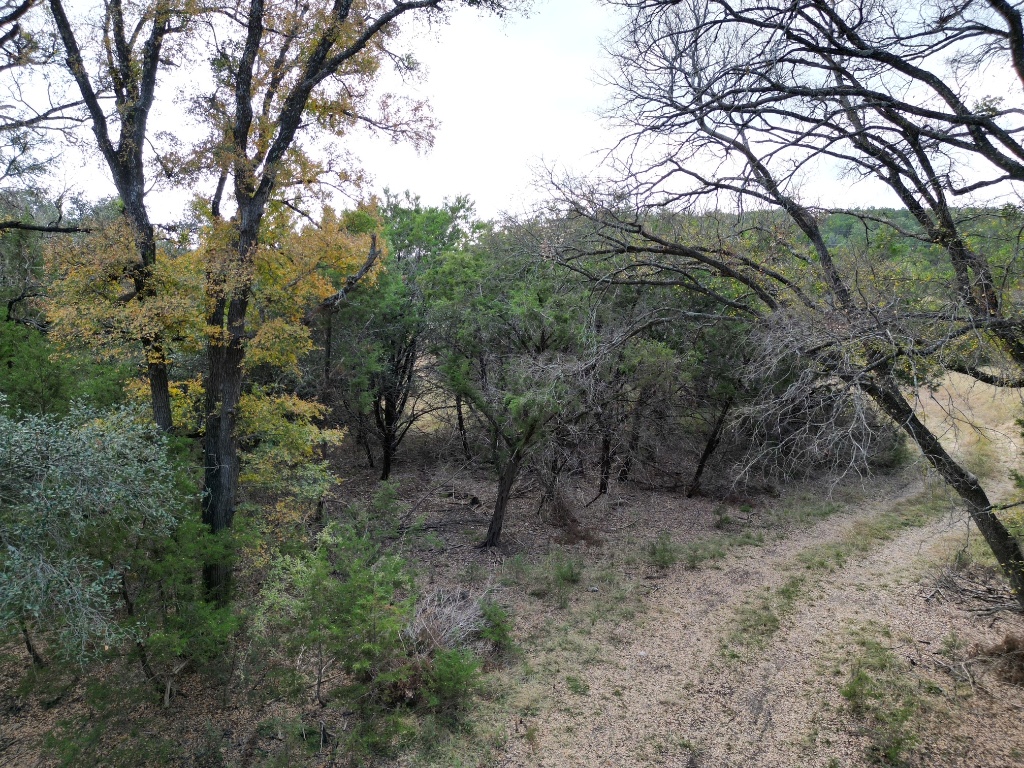 20940 Firefly Road Florence, TX 76527 - Photo 16 of 21 a view of a forest with trees in the background