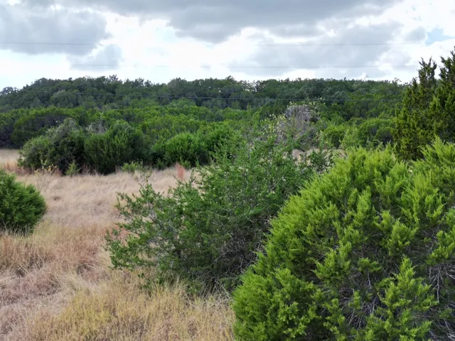 a view of a forest with a street