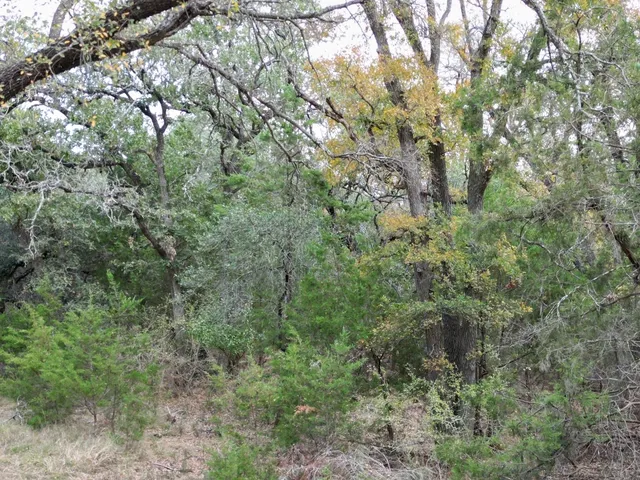a view of a forest with lots of trees