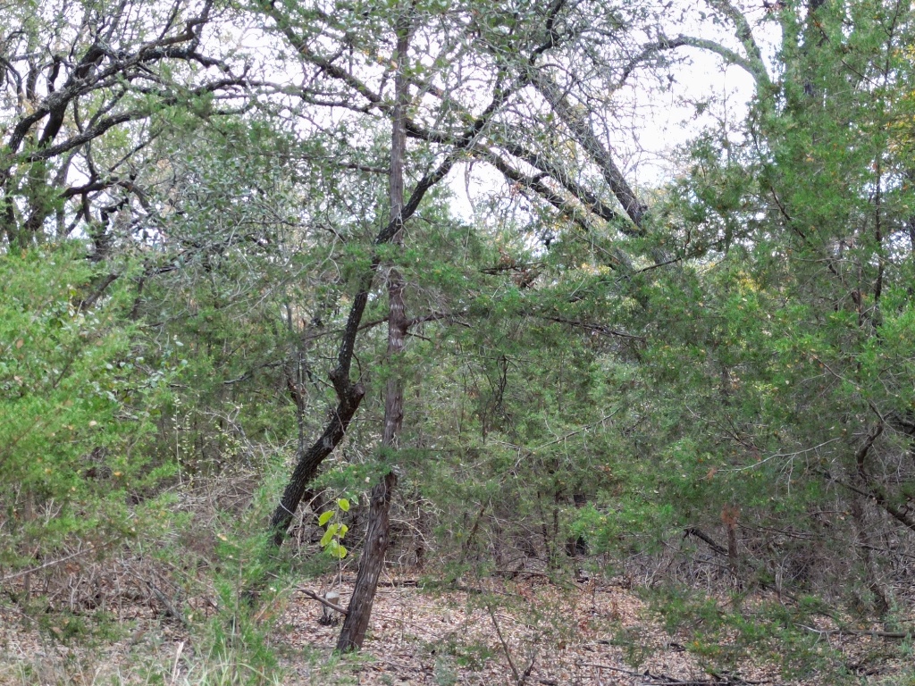 20940 Firefly Road Florence, TX 76527 - Photo 20 of 21 a backyard of a house with lots of trees