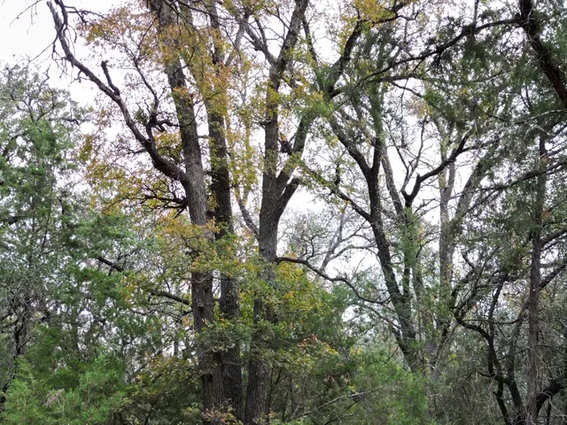 an outdoor space with lots of trees