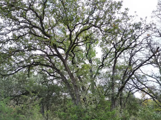 $350,000 | 20940 Firefly Road, Florence, TX 76527