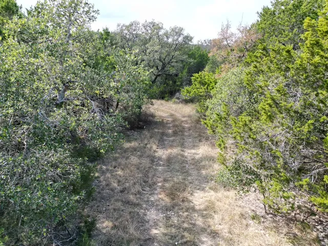 a view of a forest with trees in the background