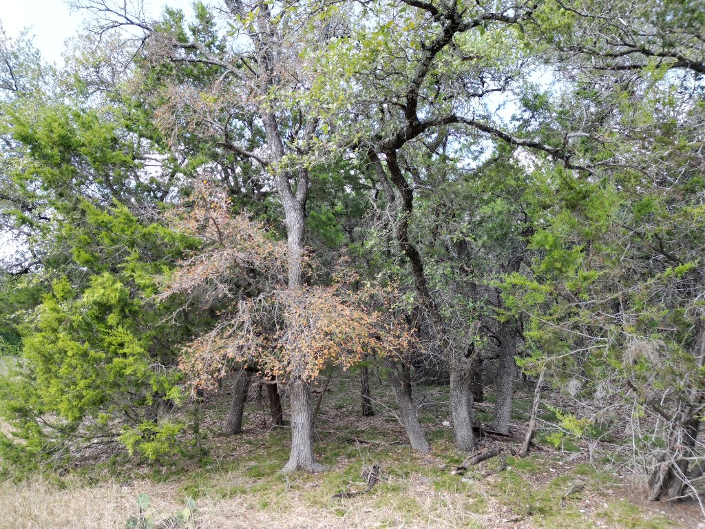20940 Firefly Road Florence, TX 76527 - Photo 4 of 21 a view of a trees in a yard