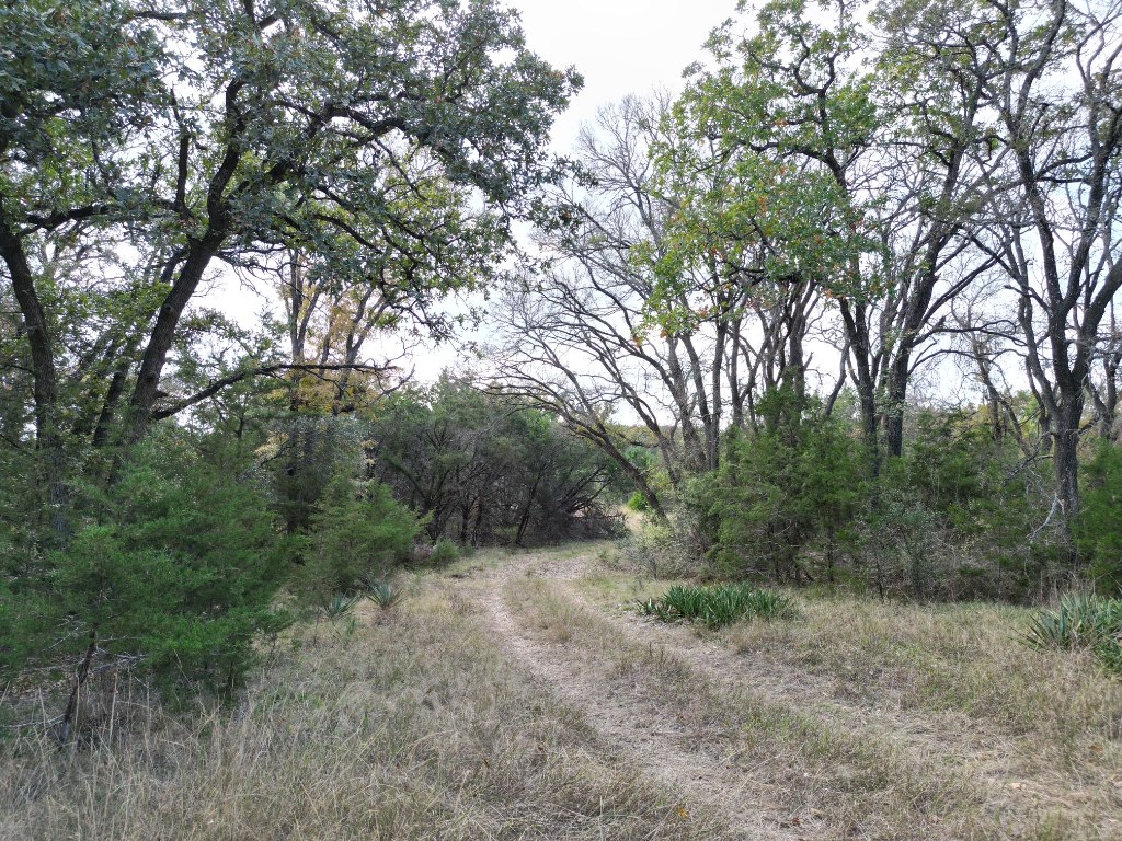 20940 Firefly Road Florence, TX 76527 - Photo 6 of 21 a view of a forest with trees in the background