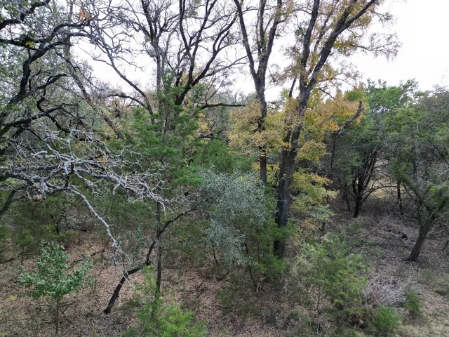 a view of a forest with lots of trees