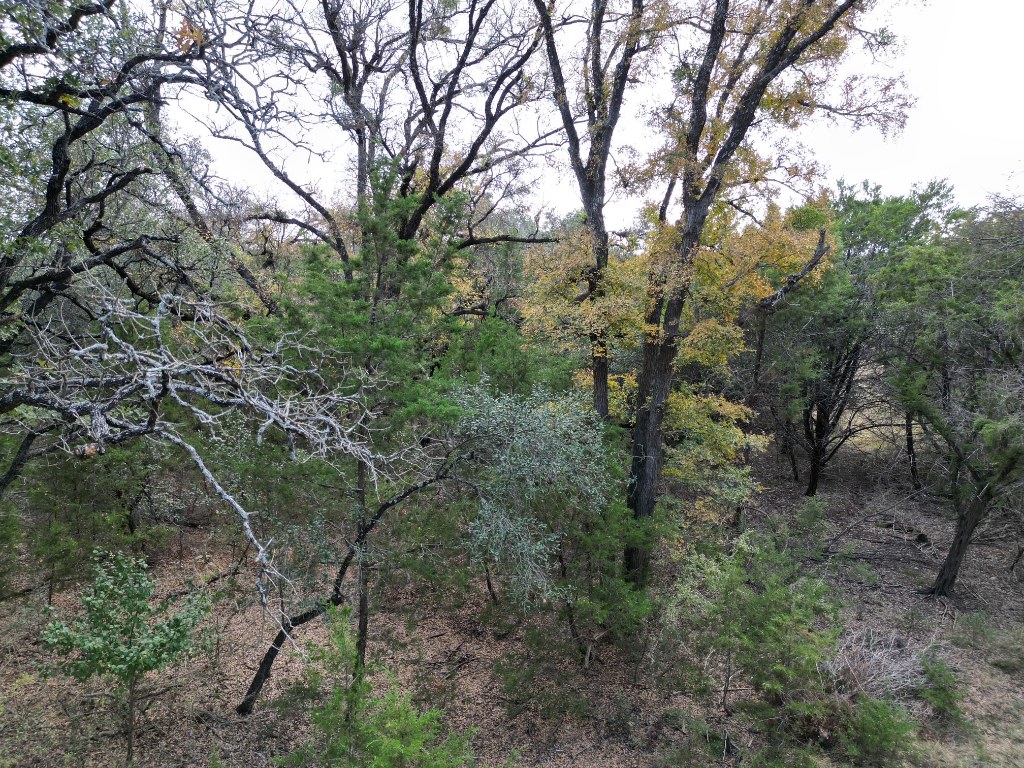 20940 Firefly Road Florence, TX 76527 - Photo 7 of 21 a view of a forest with lots of trees