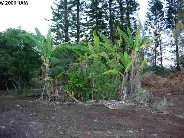 639 Kauhikoa Road Haiku, HI 96708 - Photo 2 of 7 a view of a forest with trees in the background