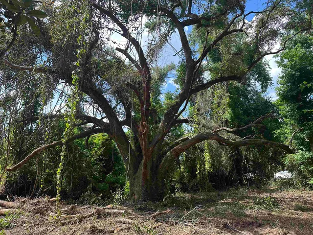 $35,000 | 0 Longhorn Drive, Tallahassee, FL 32311