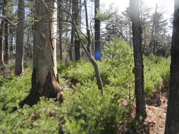 $98,500 | Lot 15 Fly Rod Trail, Wisconsin Rapids, WI 54494