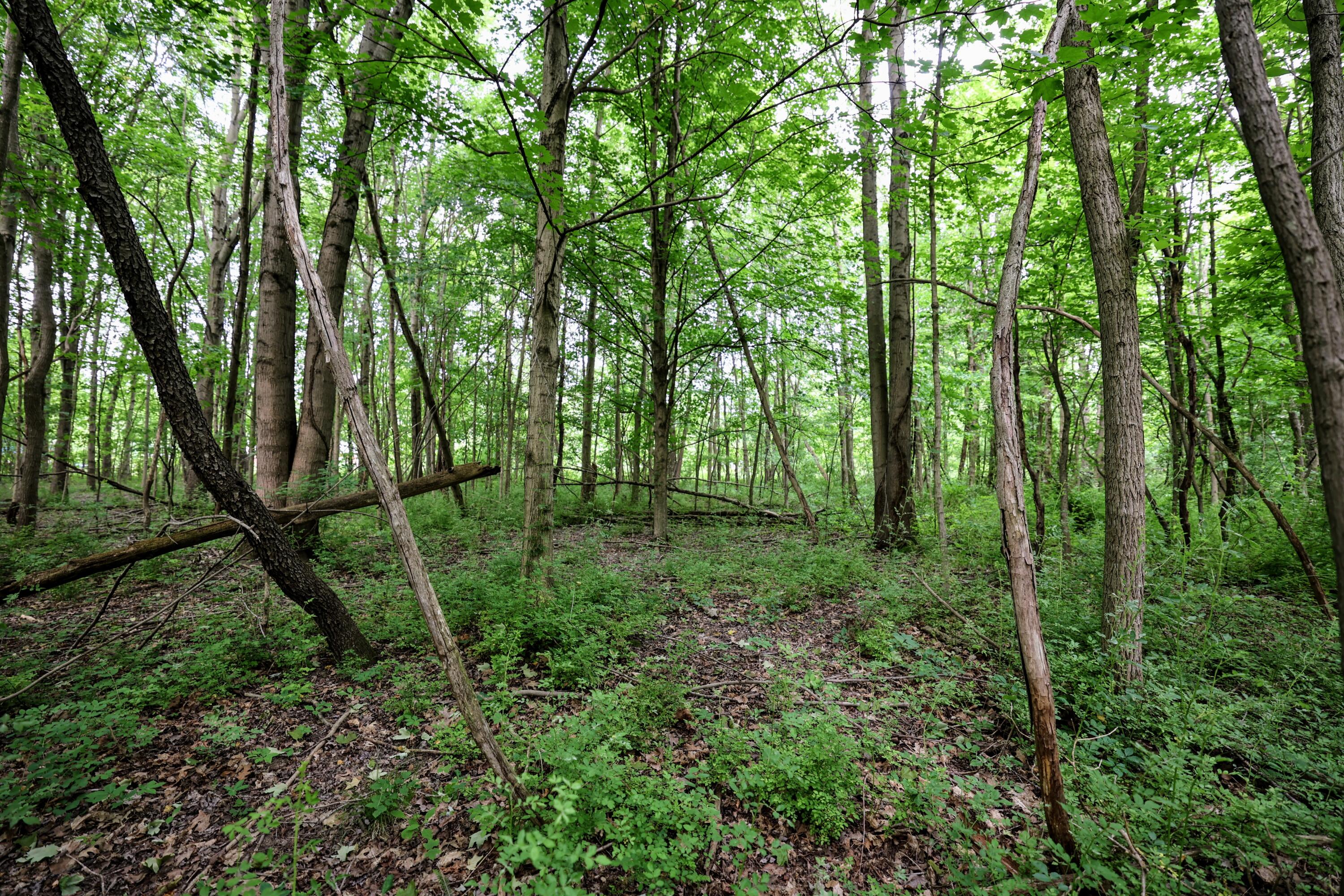 Vl Black River Road Bangor, MI 49013 - Photo 24 of 54 24