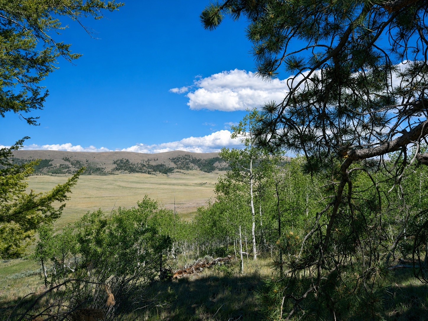 2381 Redhill Road Fairplay, CO 80440 - Photo 2 of 9