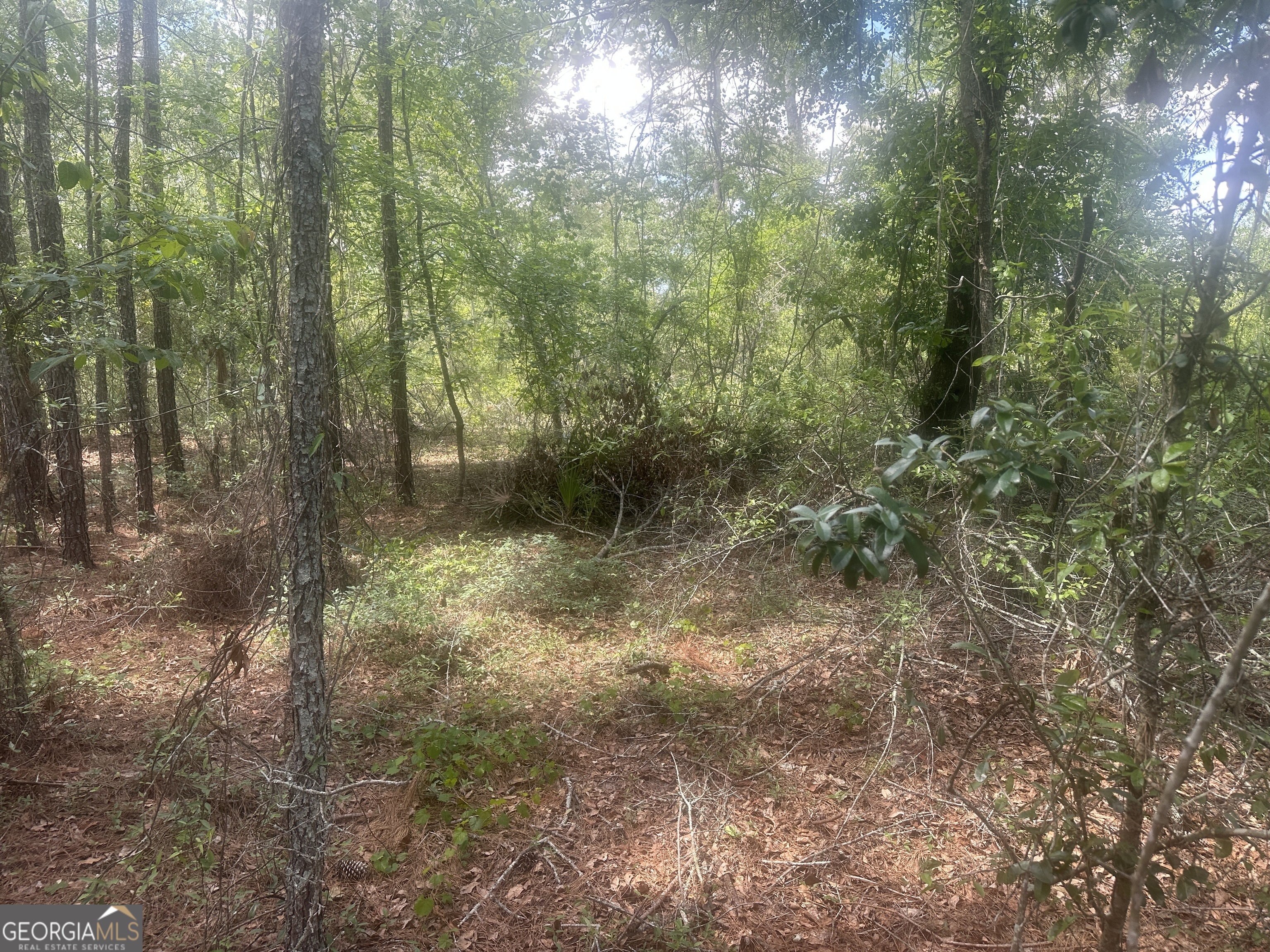a view of a forest with trees