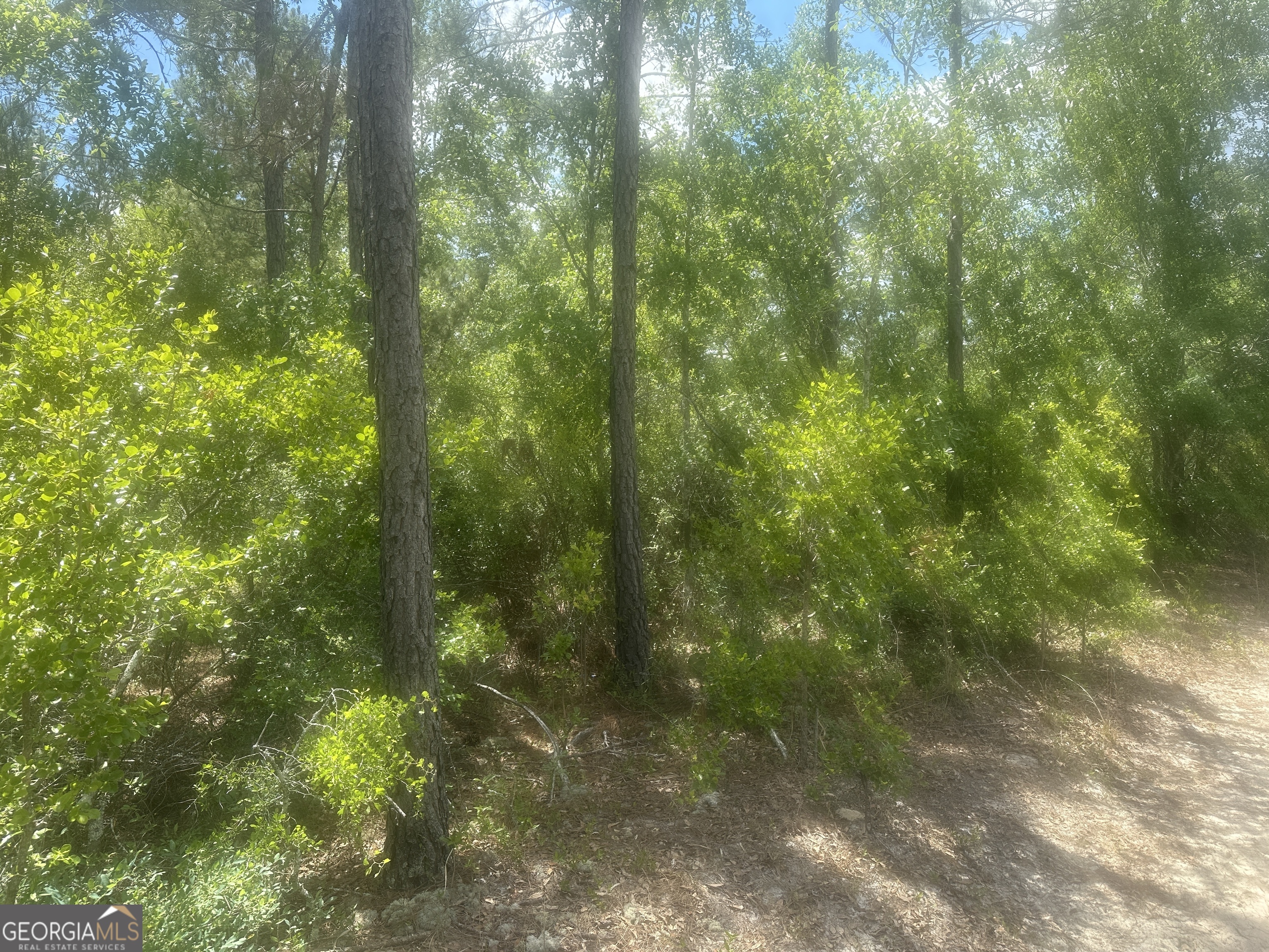 0 Robert Chapel Cemetery Road Glennville, GA 30427 - Photo 2 of 9 a view of a forest