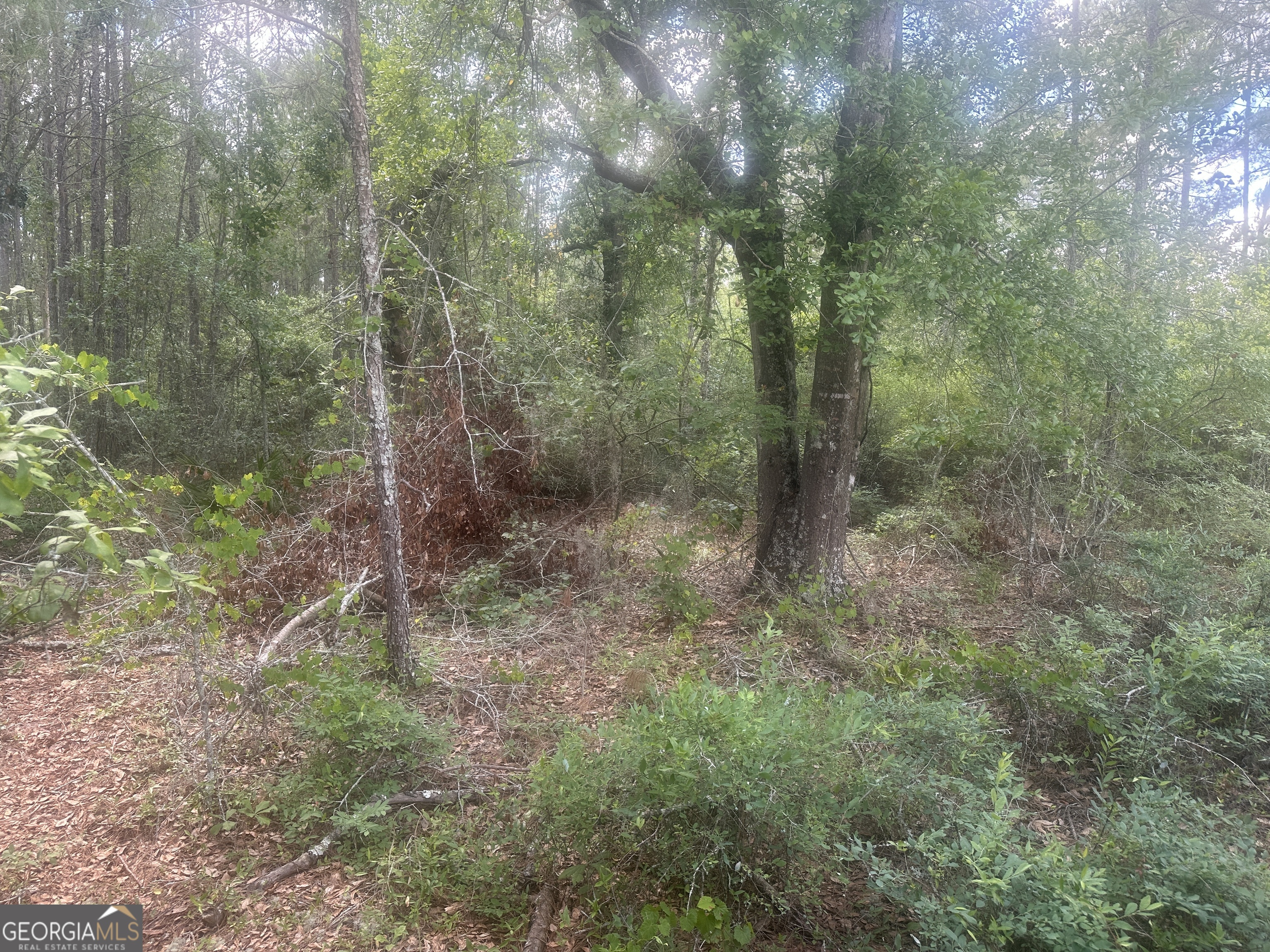 0 Robert Chapel Cemetery Road Glennville, GA 30427 - Photo 4 of 9 a view of a forest with trees in the background