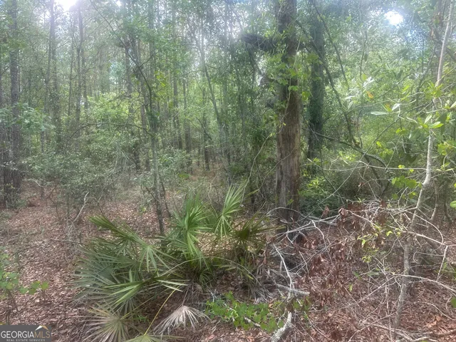 a view of a forest with trees in the background