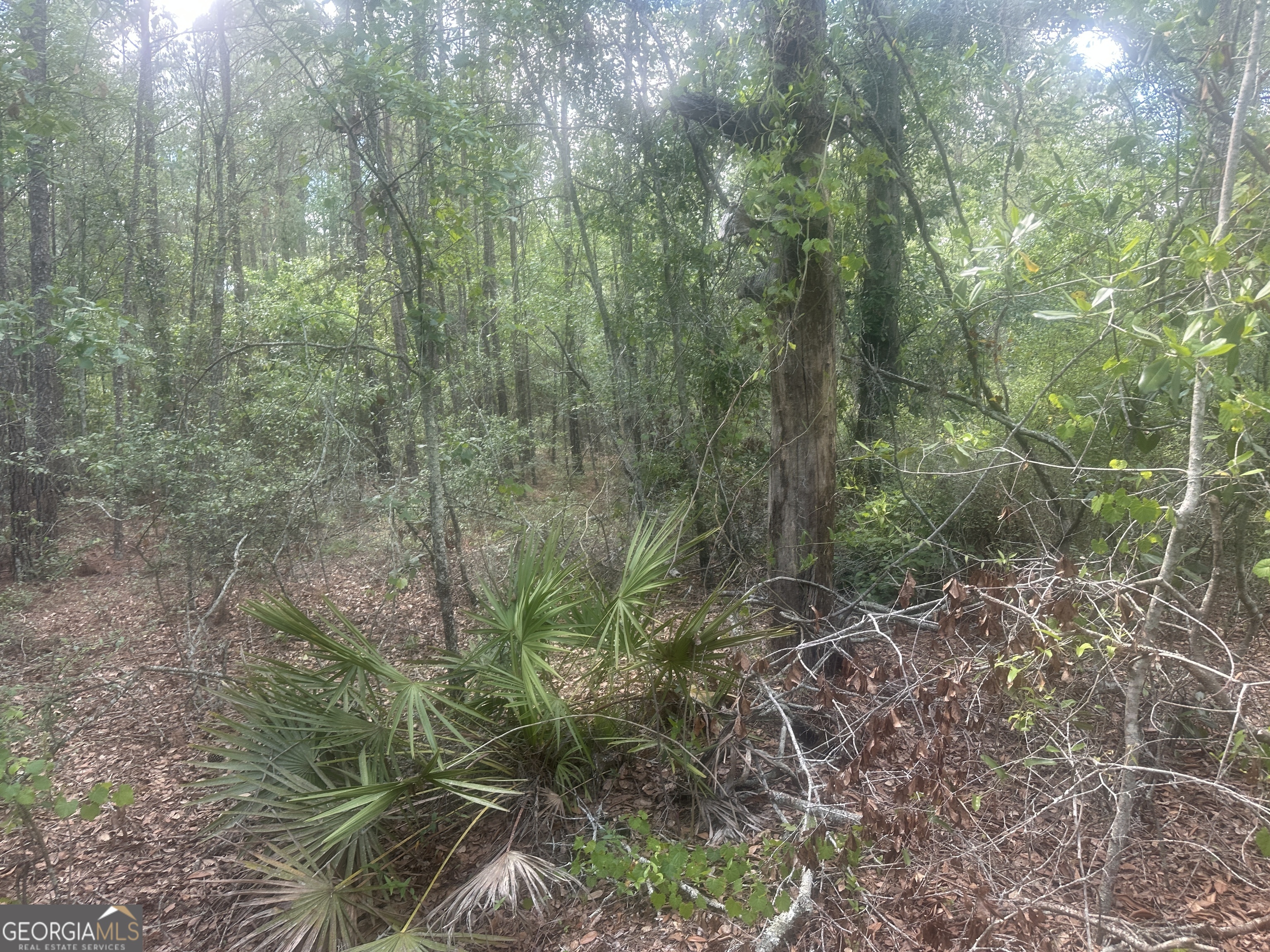 0 Robert Chapel Cemetery Road Glennville, GA 30427 - Photo 5 of 9 a view of a forest with trees in the background