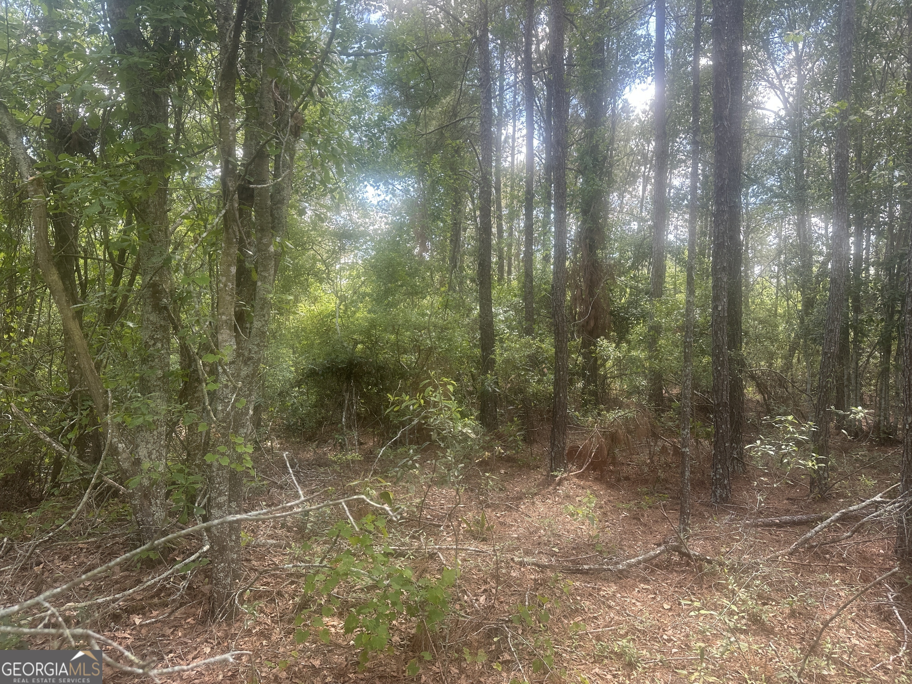 0 Robert Chapel Cemetery Road Glennville, GA 30427 - Photo 6 of 9 a view of a forest