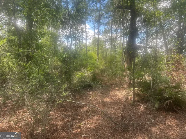 a view of a forest that has a tree